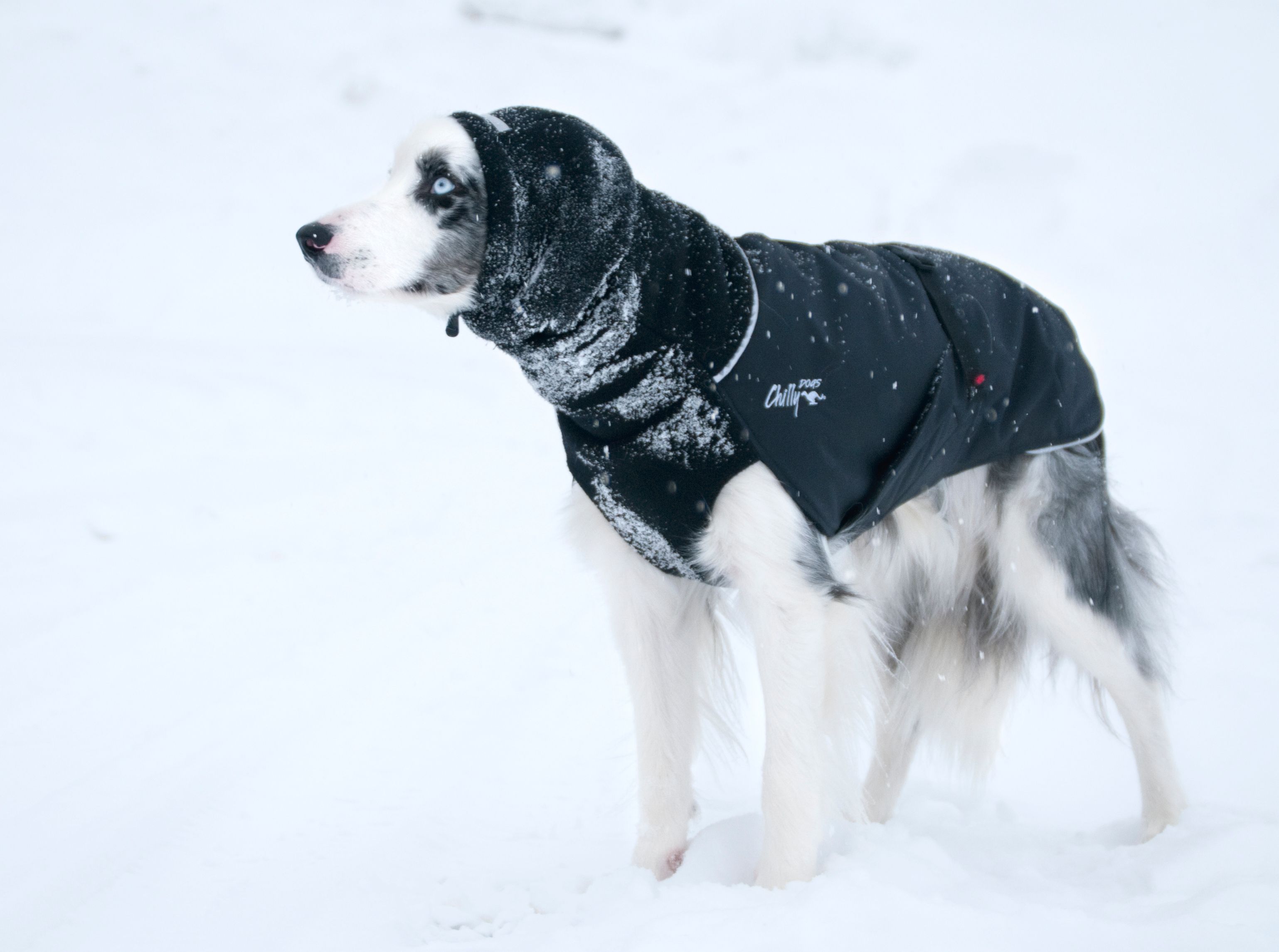 Chilly Dogs Great White North STANDARD