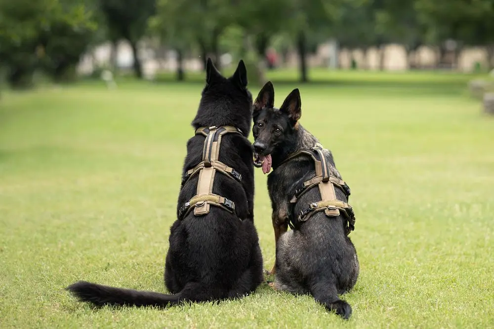 Non-stop dogwear Line Harness Long WD olive