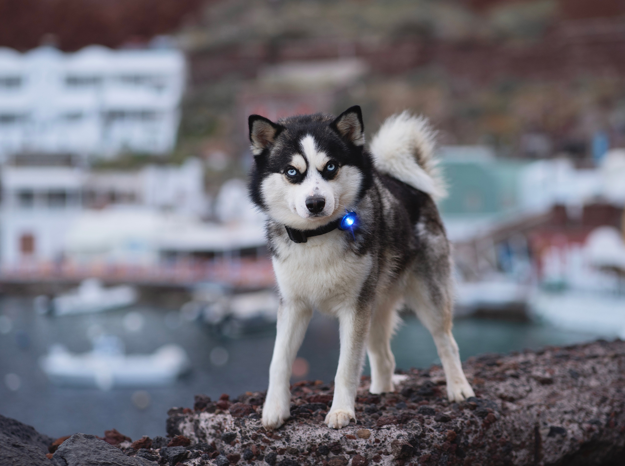 Orbiloc Dog Dual Light blue