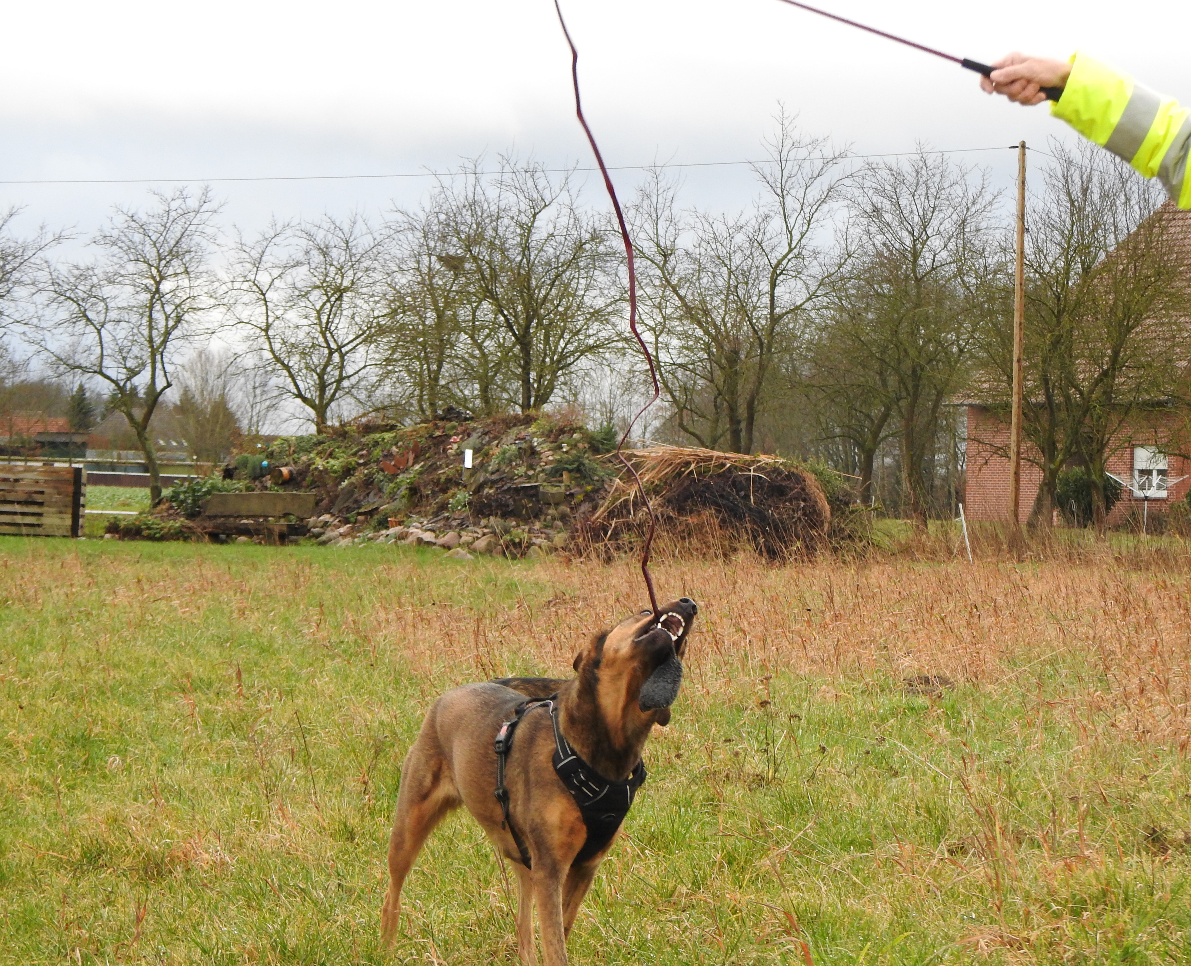 Schulze Hundetrainingsangel Catch Me