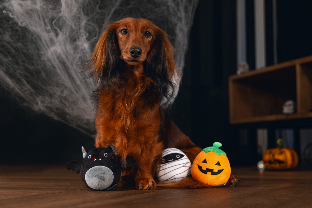 Beeztees Hundespielzeug Halloween Trick or Treat 10cm