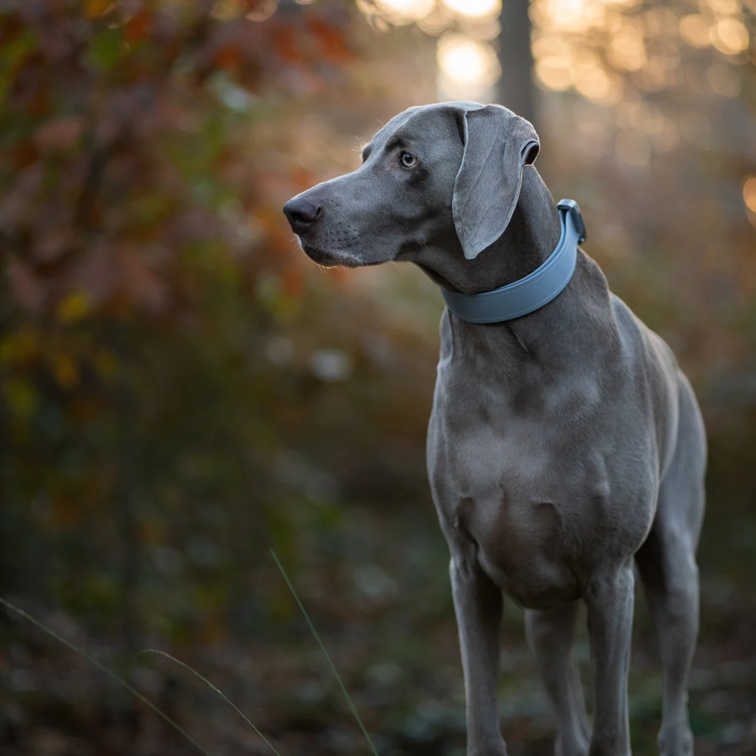 Canine Elements Halsband Safety Eco