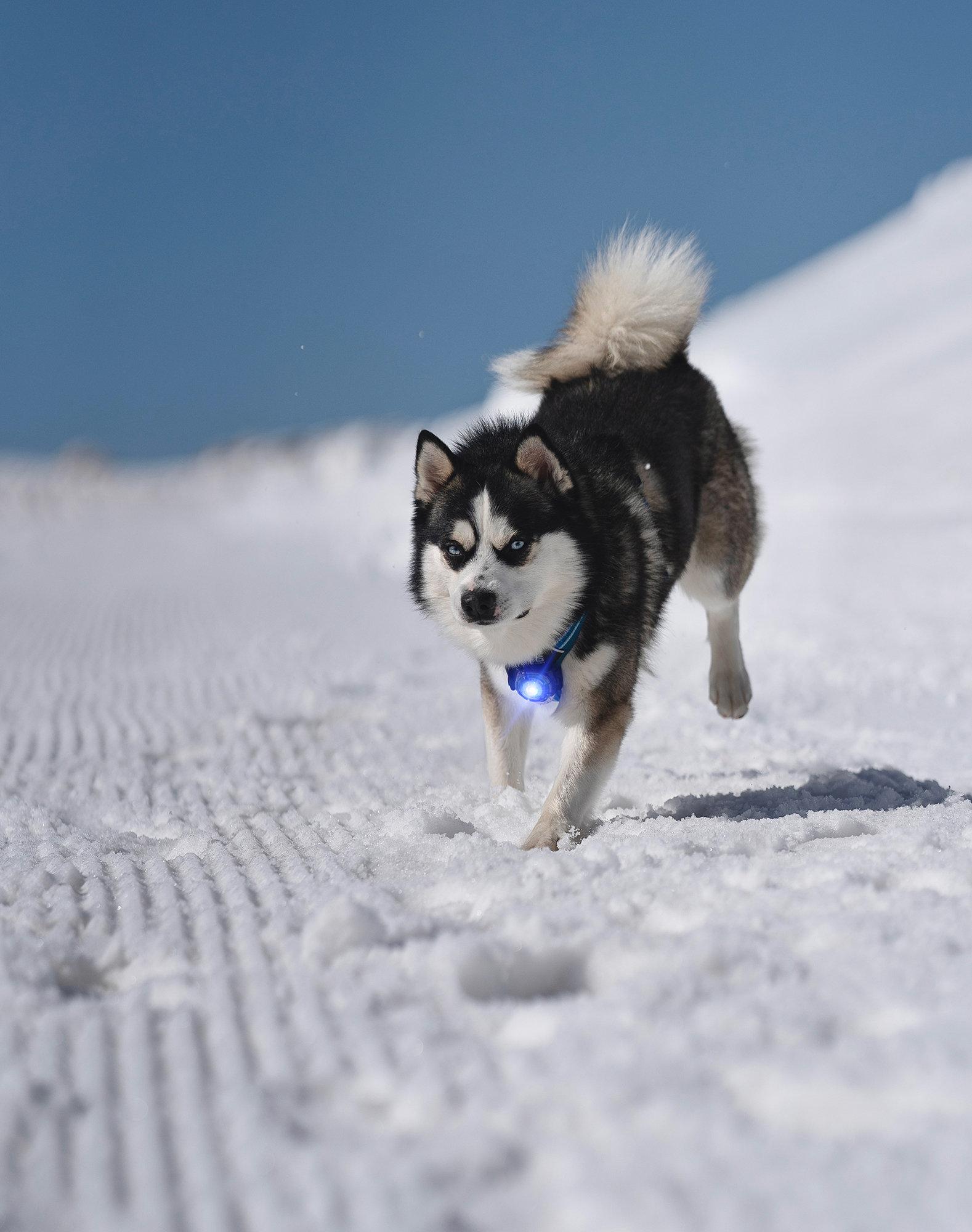 Orbiloc Dog Dual Light blue