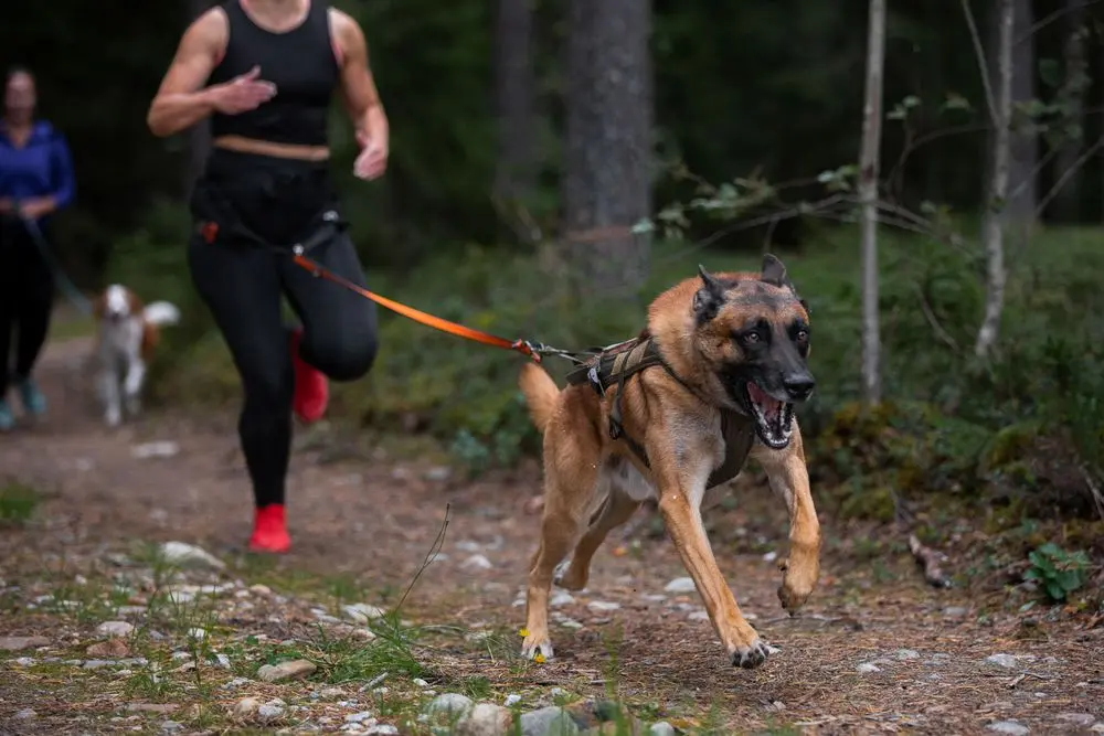 Non-stop dogwear Freemotion Harness WD olive