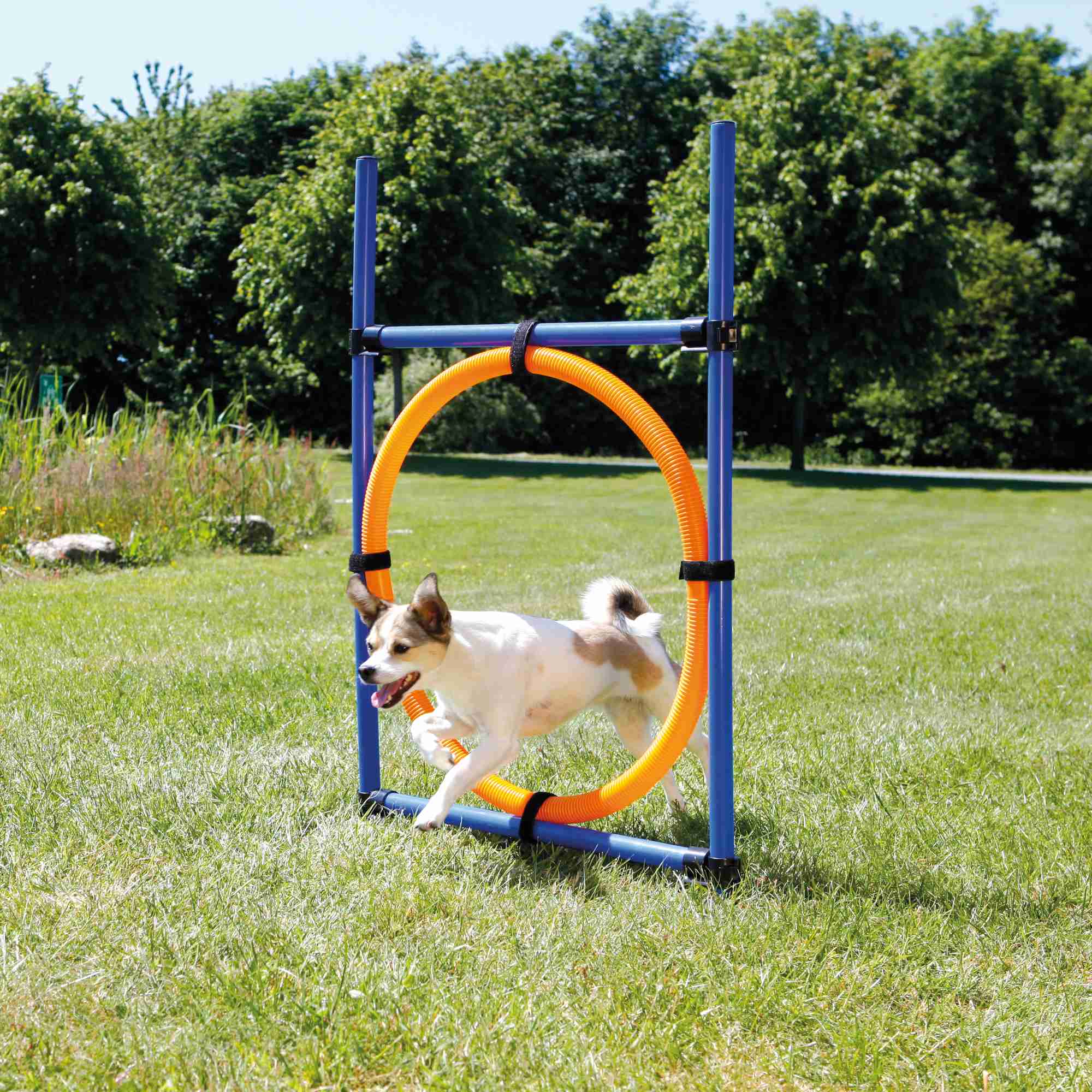 Trixie Dog Activity Agility Ring, Kunststoff 115 × ø 3cm, ø 65cm, blau/orange