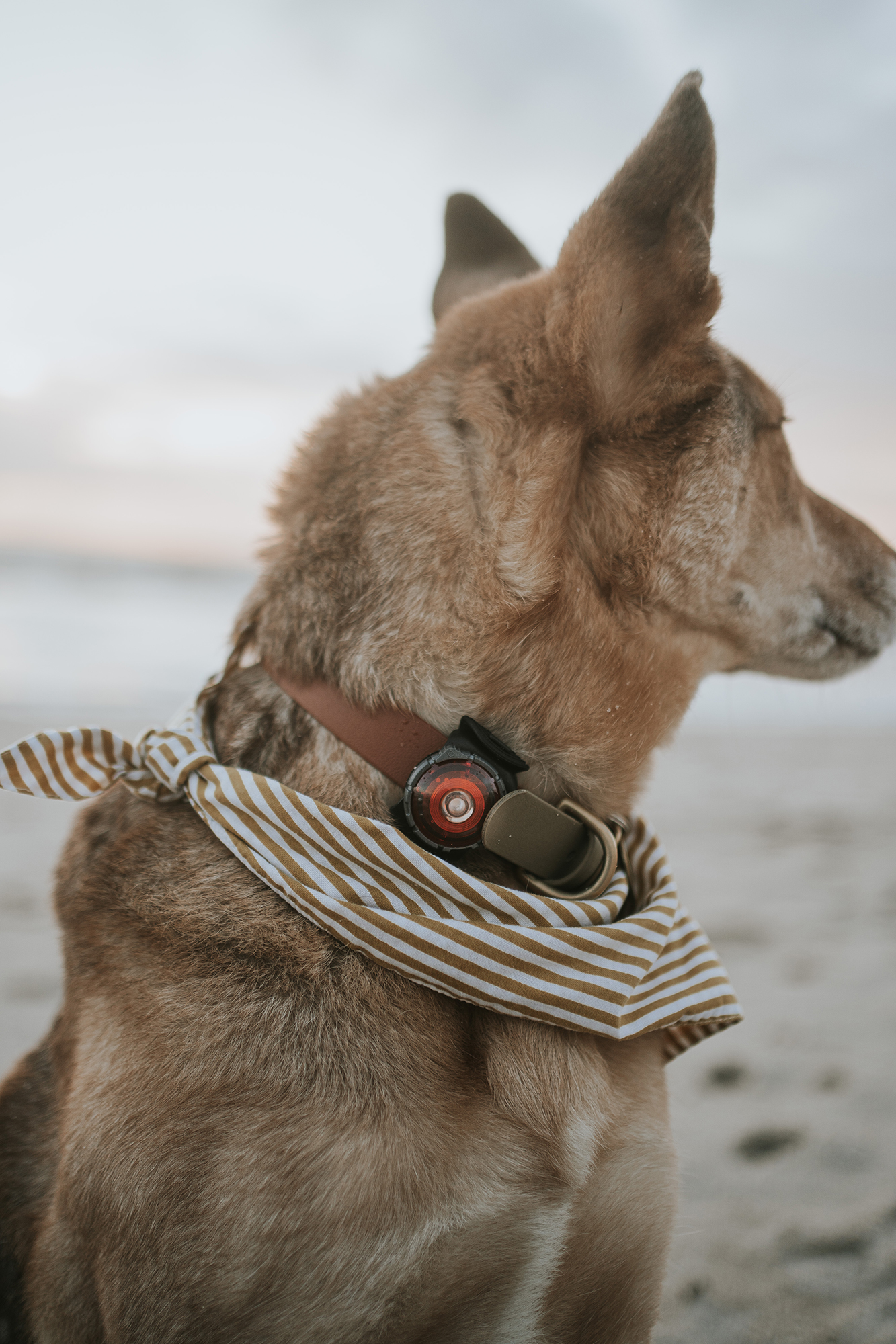 Orbiloc Dog Dual Light red Orbiloc Dog Dual Light red