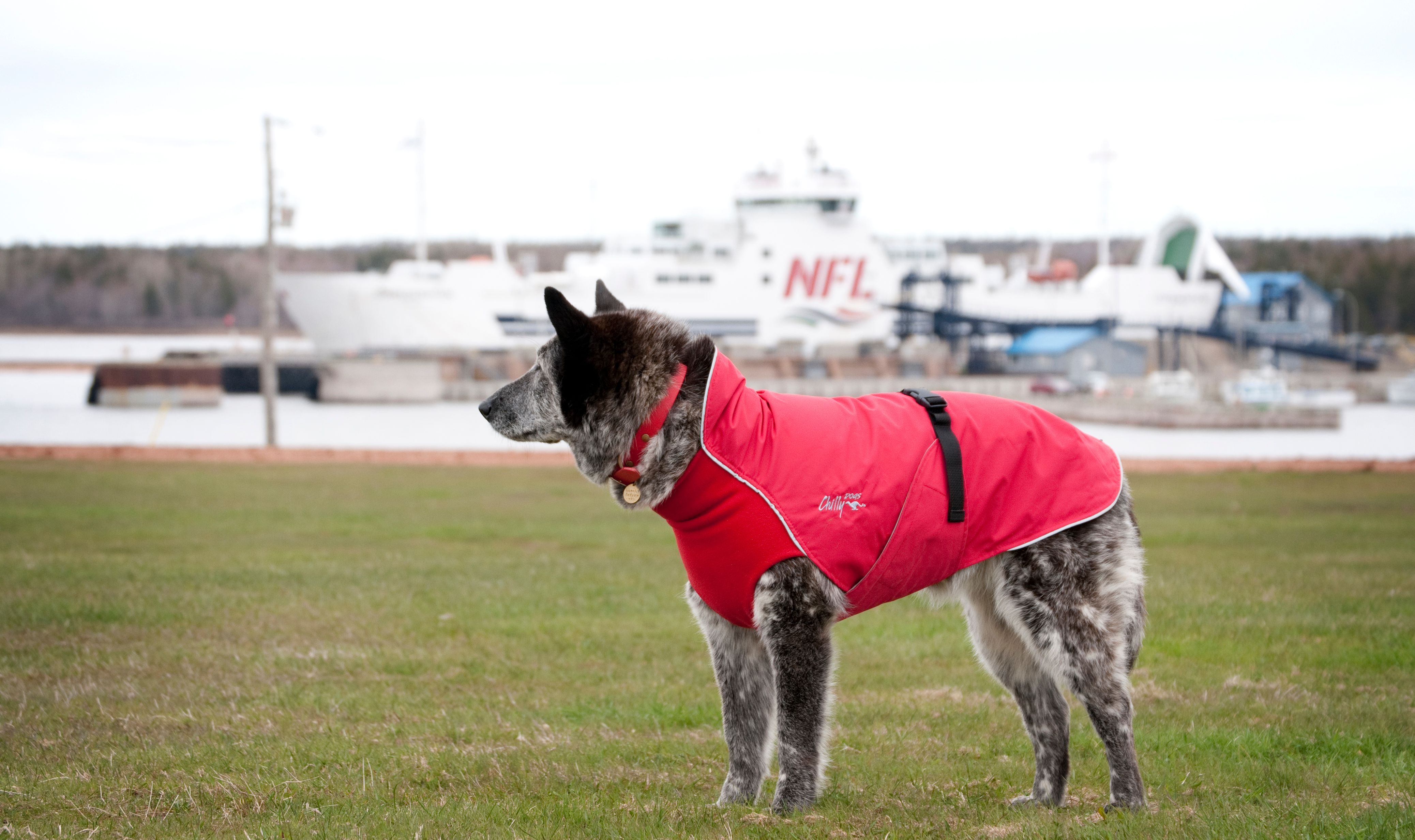 Chilly Dogs Harbour Slicker STANDARD