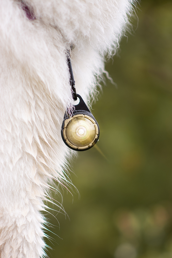 Orbiloc Dog Dual Light gold Orbiloc Dog Dual Light gold