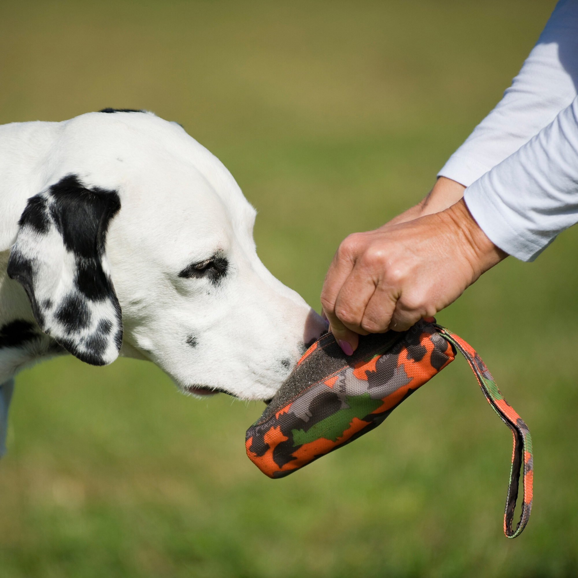 Major Dog Futterdummy, klein Ø60x340mm - 50g