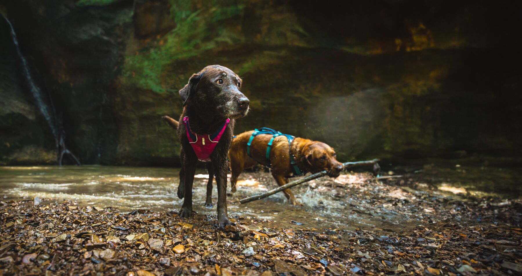 Ruffwear Flagline™ Harness Alpenglow Pink