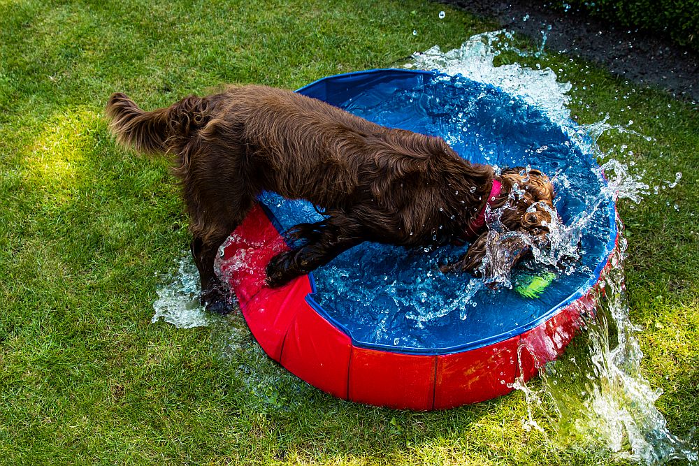 Nobby Hundepool