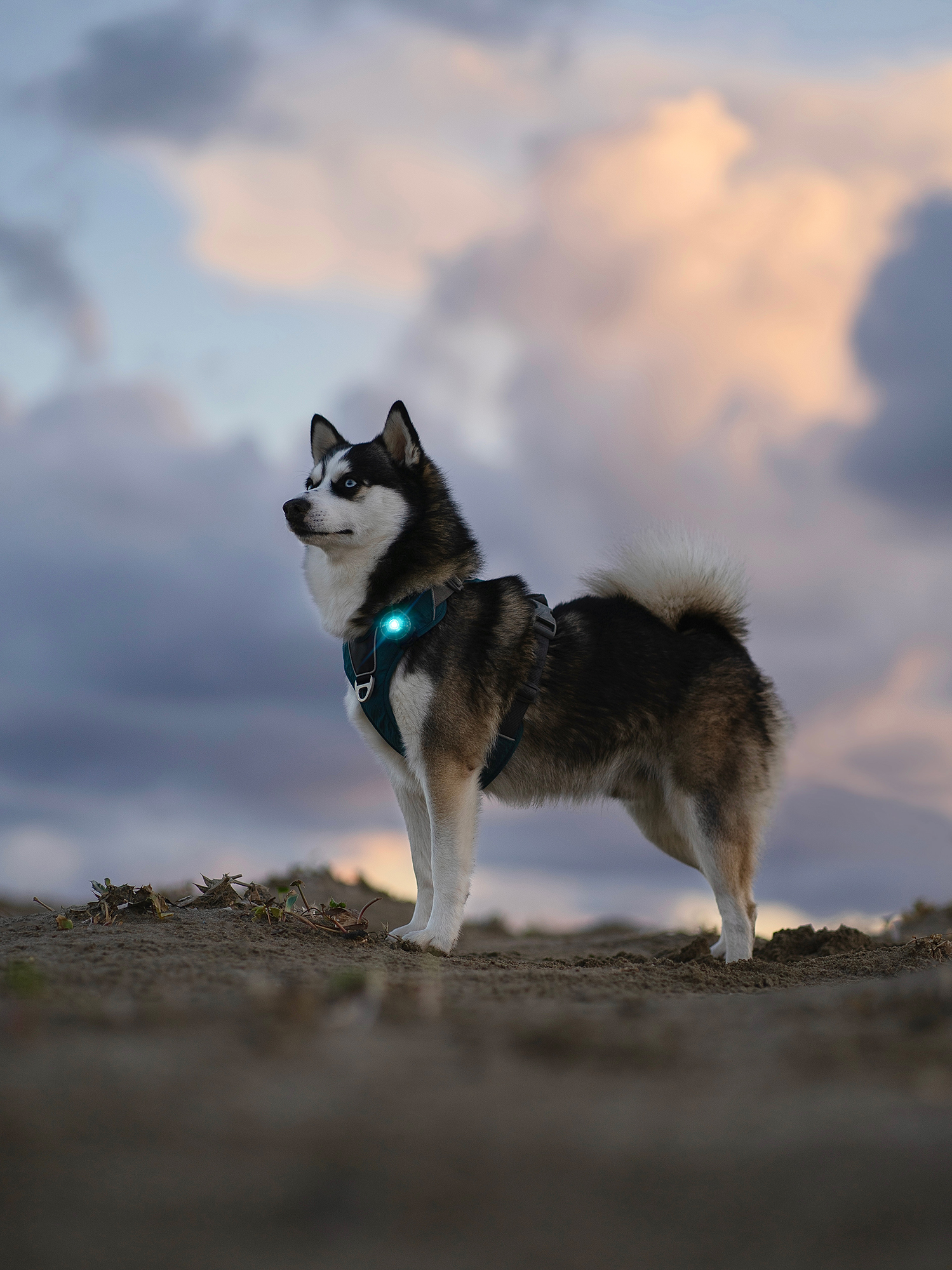 Orbiloc Dog Dual Light turquoise