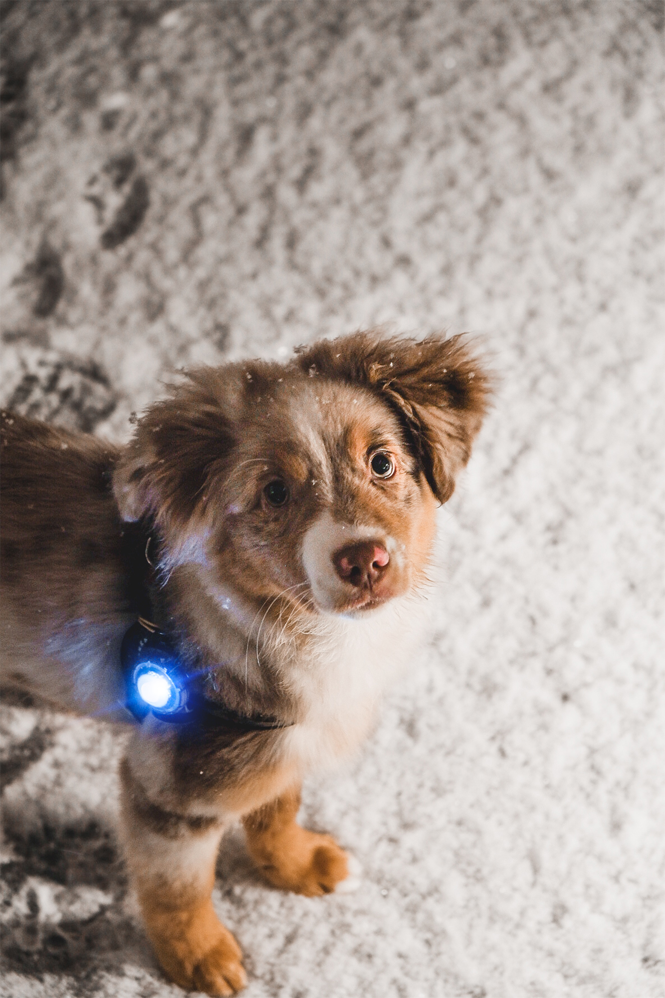Orbiloc Dog Dual Light blue