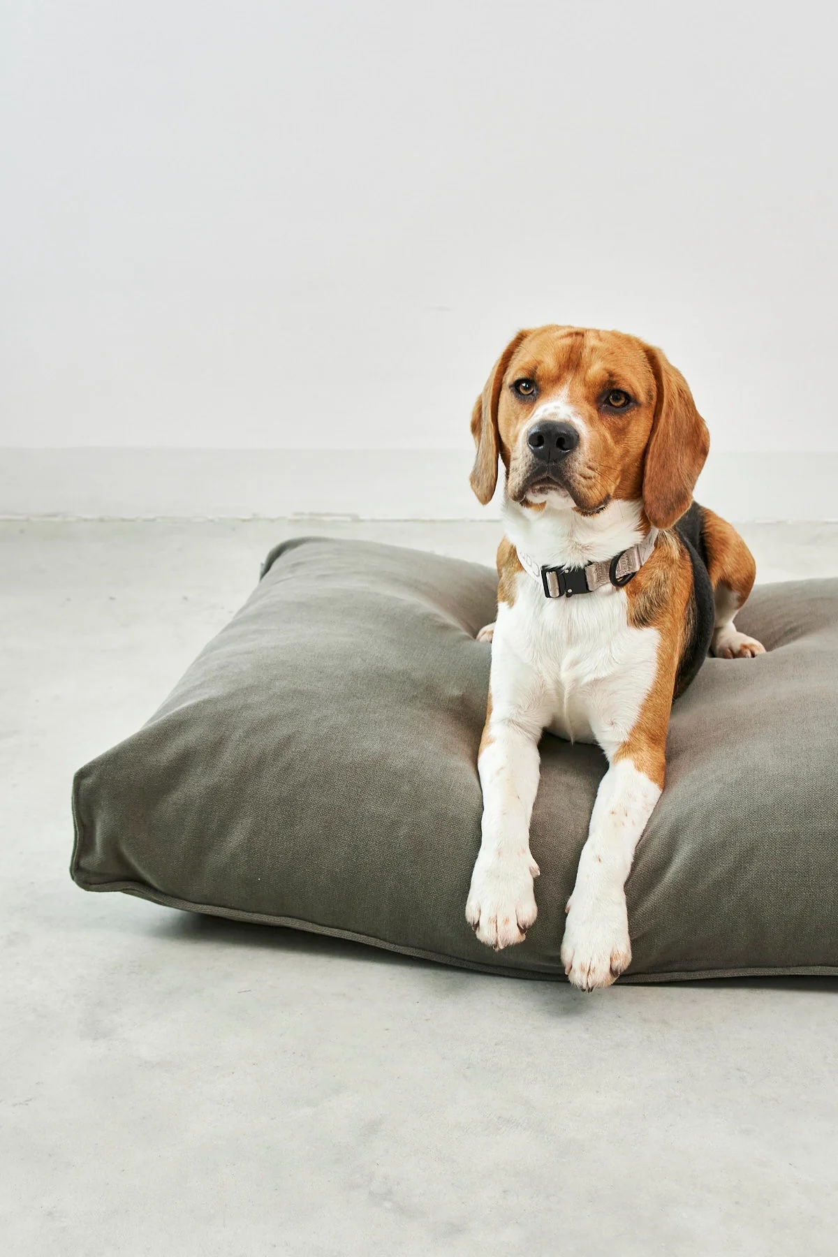 MiaCara Hundekissen Comodo Salbei
