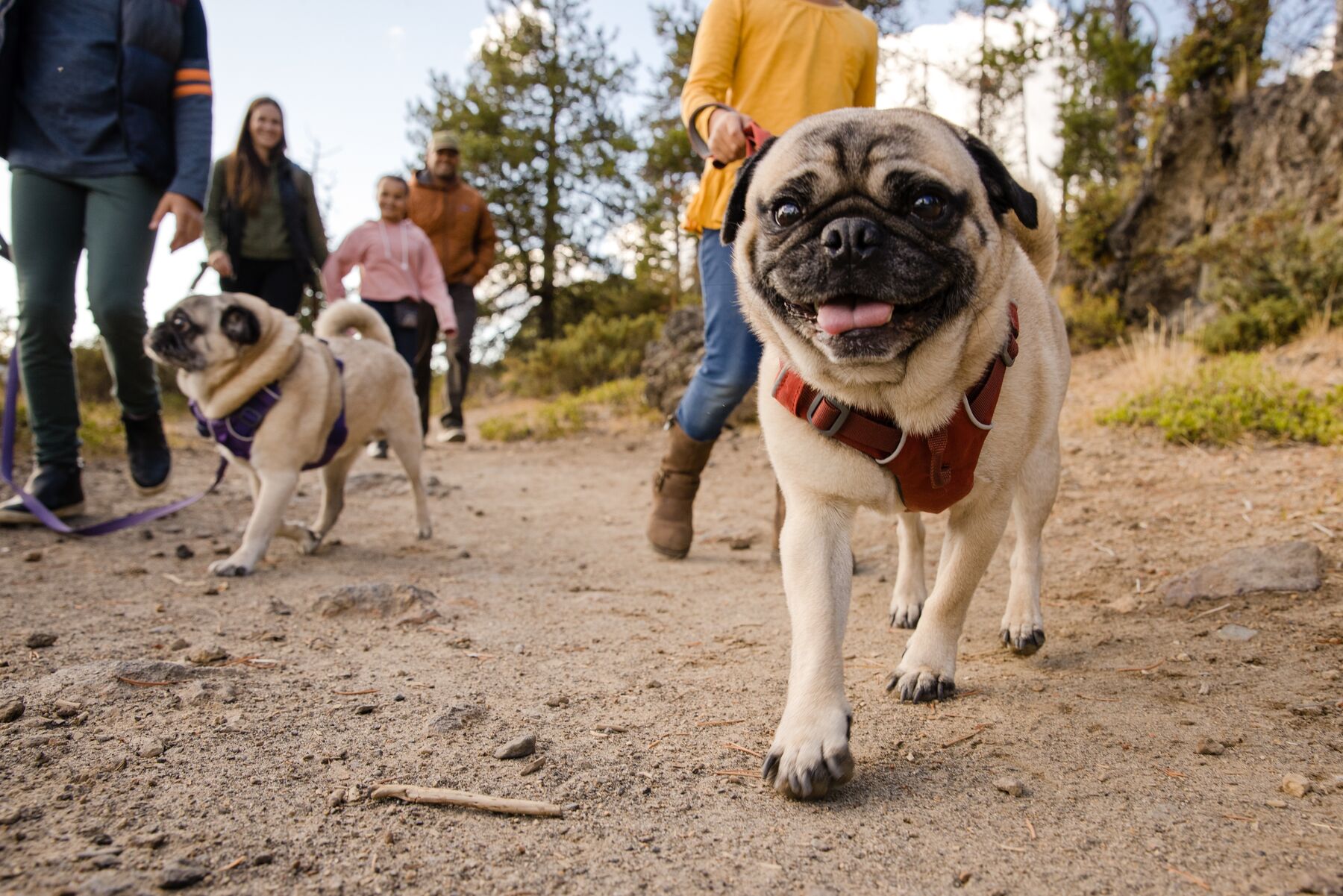 RuffWear Front Range® Harness Red Clay