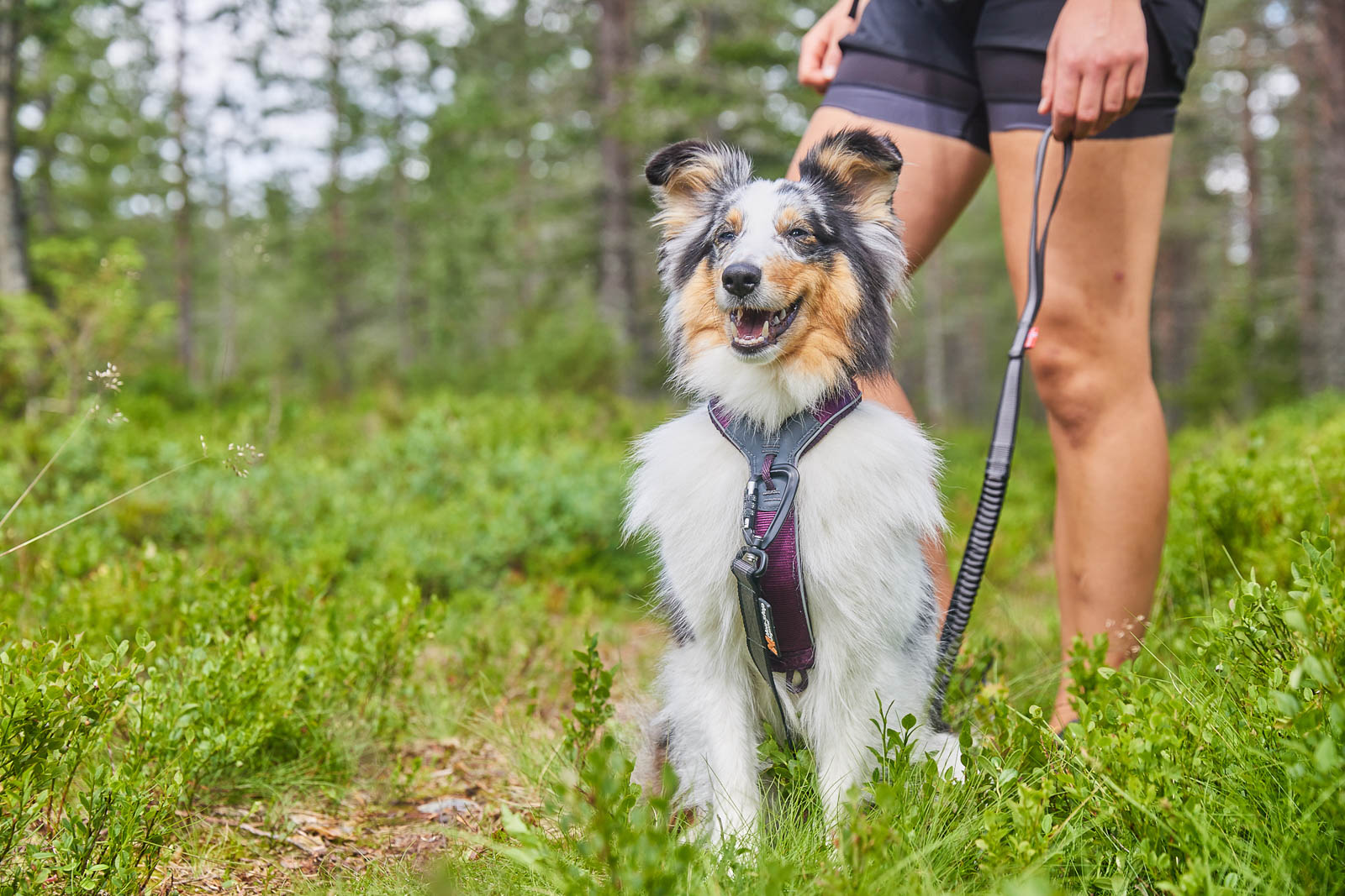 Non-stop dogwear Line Harness 5.0