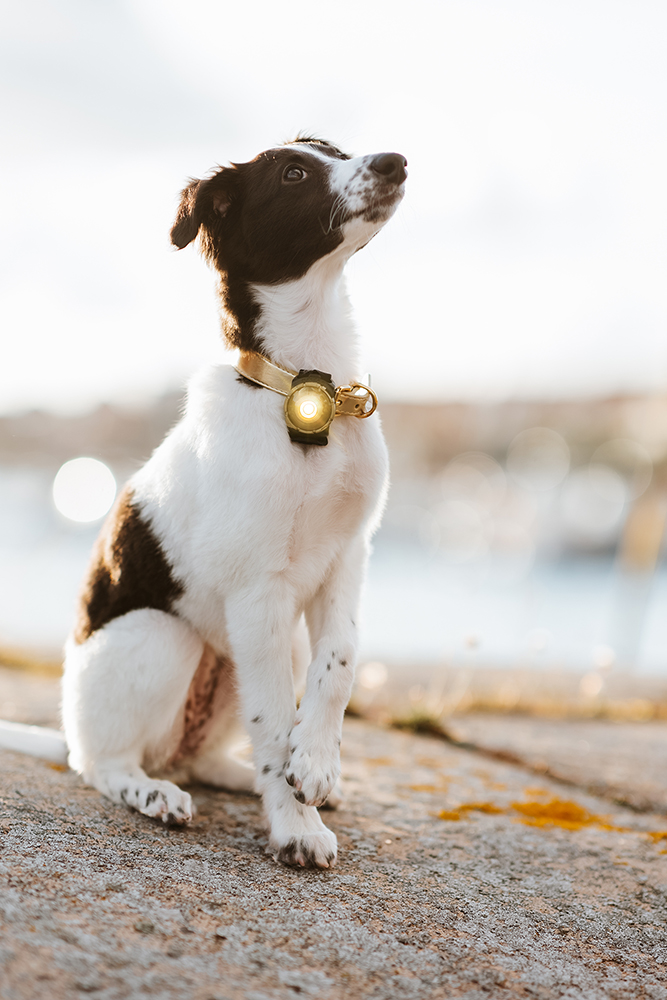 Orbiloc Dog Dual Light gold Orbiloc Dog Dual Light gold