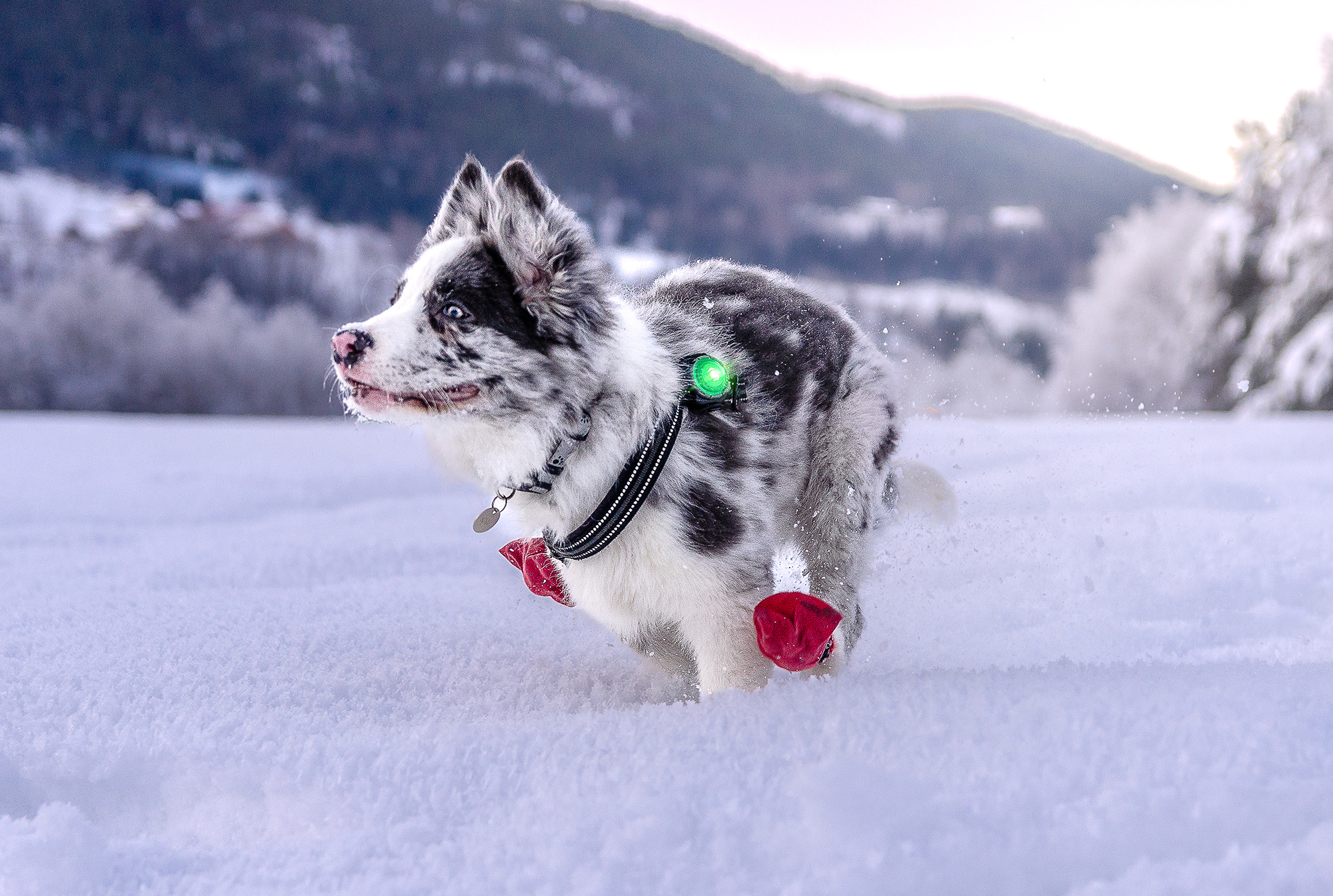 Orbiloc Dog Dual Light green