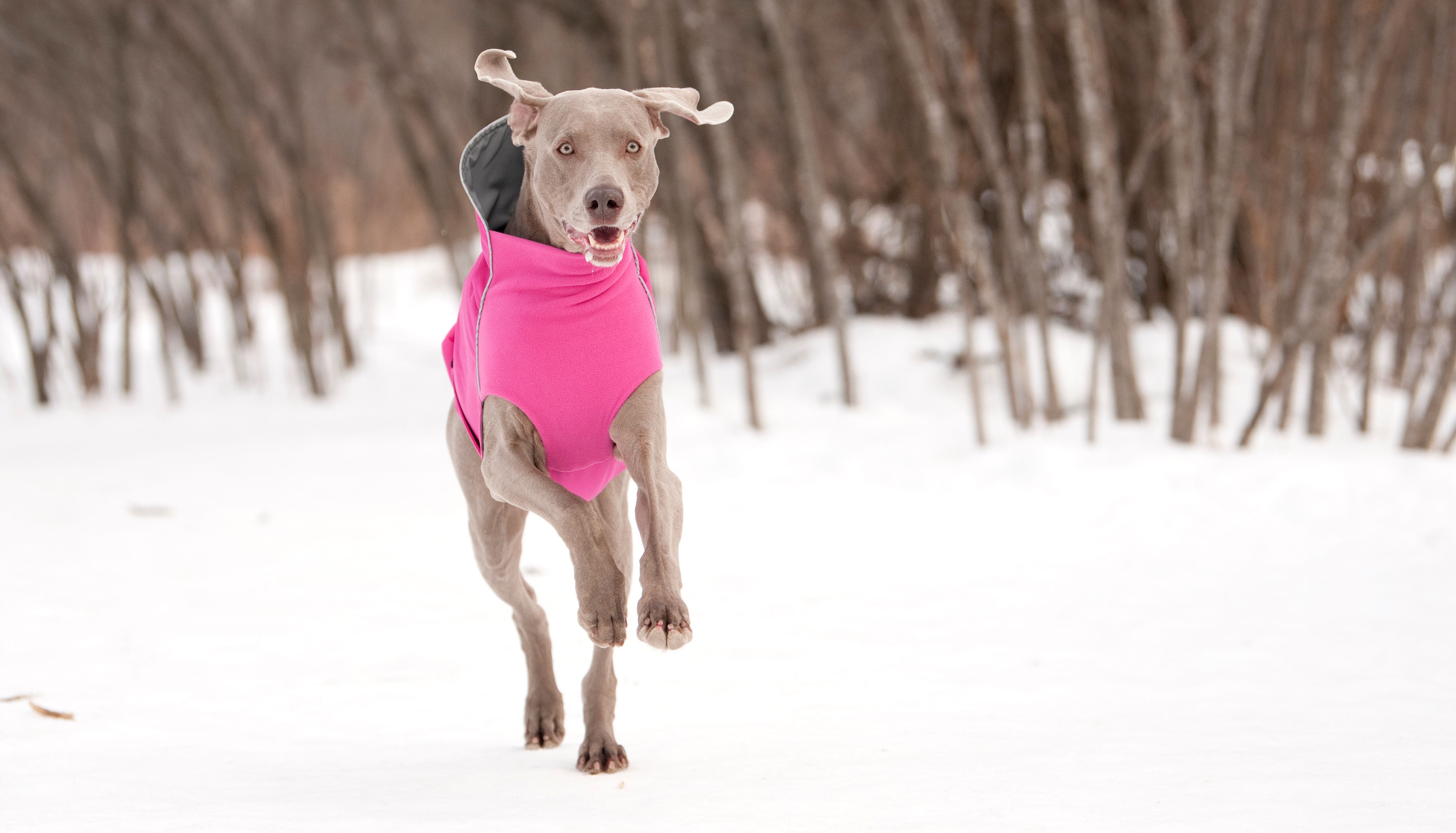 Chilly Dogs Harbour Slicker STANDARD Chilly Dogs Harbour Slicker STANDARD