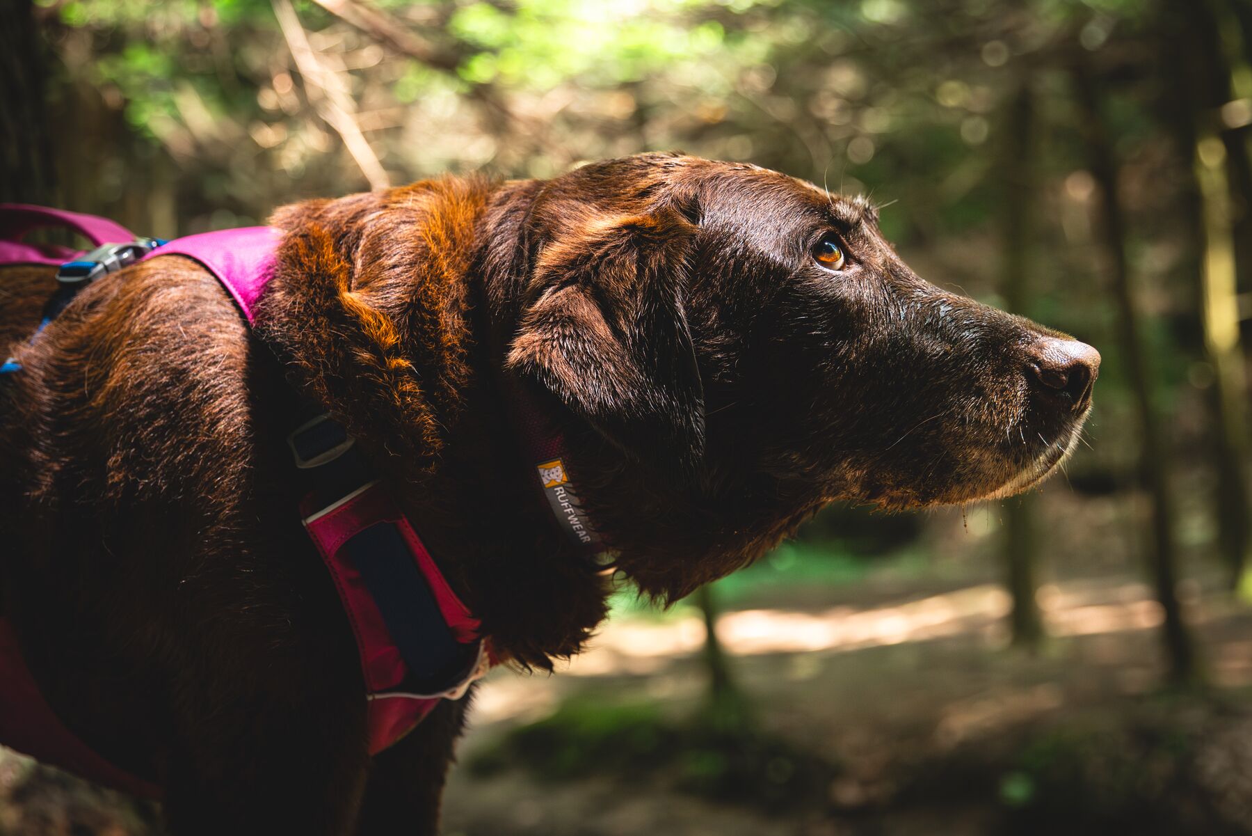 Ruffwear Flagline™ Harness Alpenglow Pink