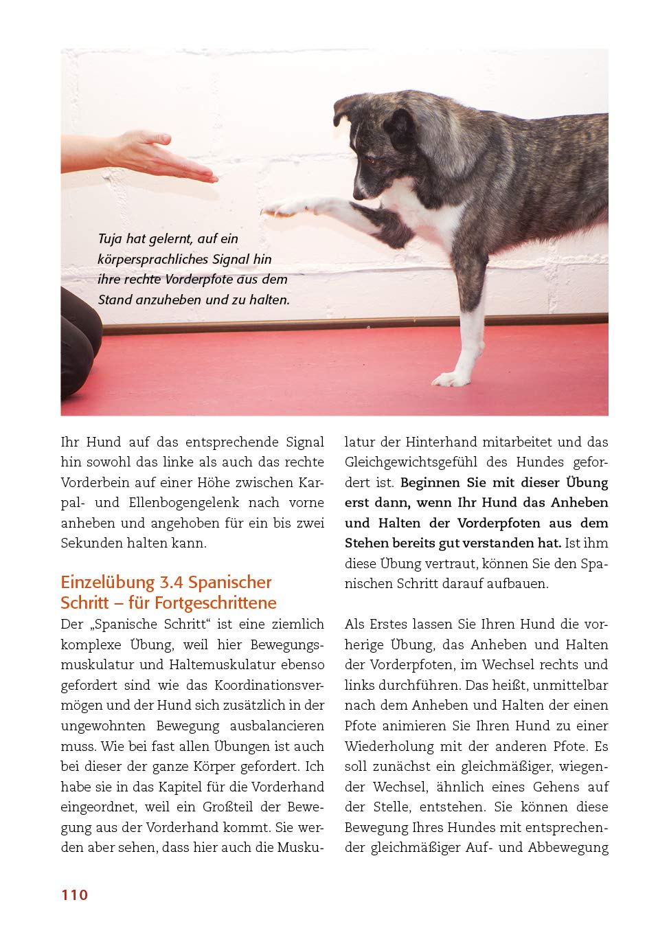 Animal Learn - Körperarbeit mit dem Hund: Koordination verbessern, Balance stärken, Bindung vertiefen [Silke Stricker]