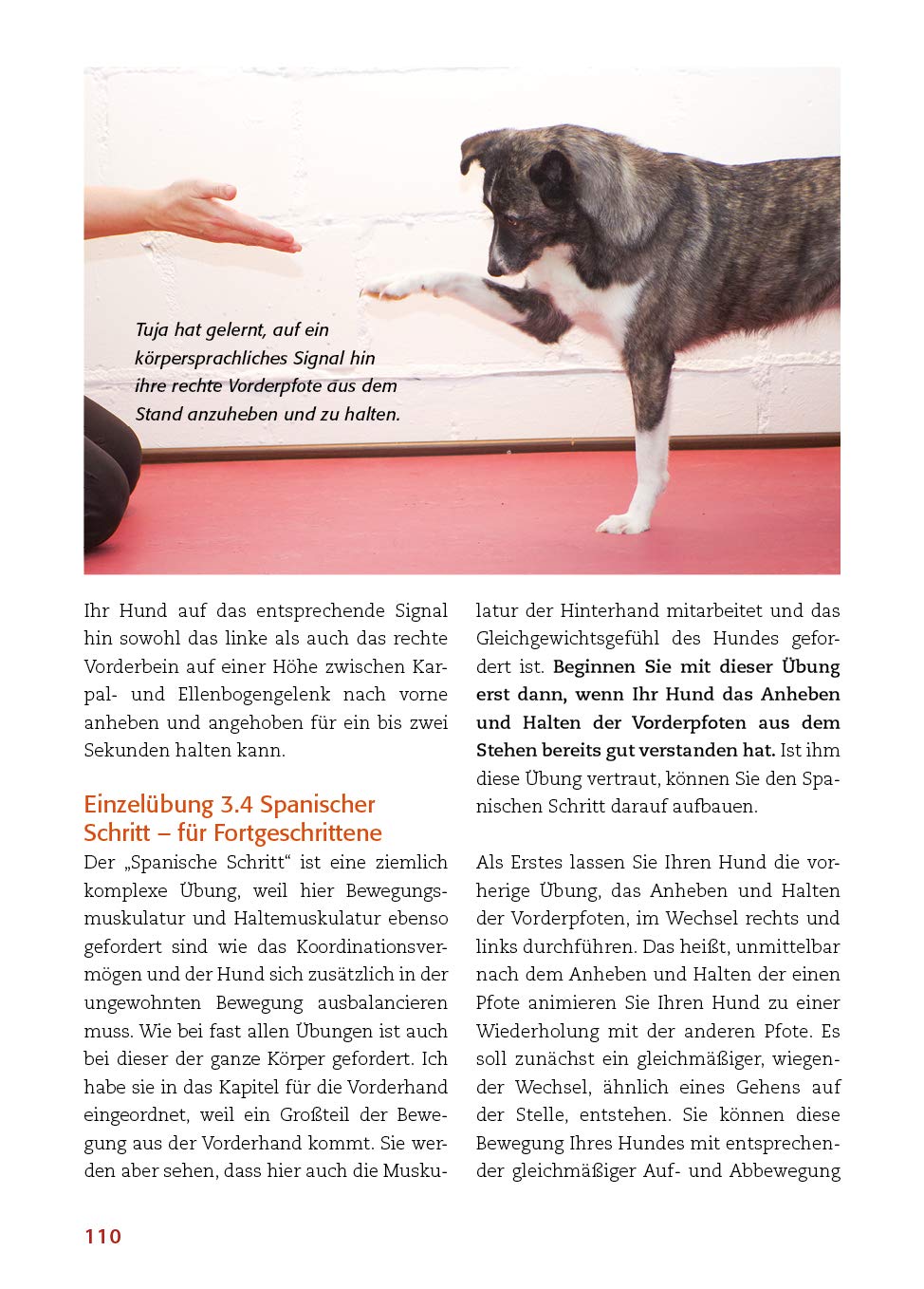 Animal Learn - Körperarbeit mit dem Hund: Koordination verbessern, Balance stärken, Bindung vertiefen [Silke Stricker]