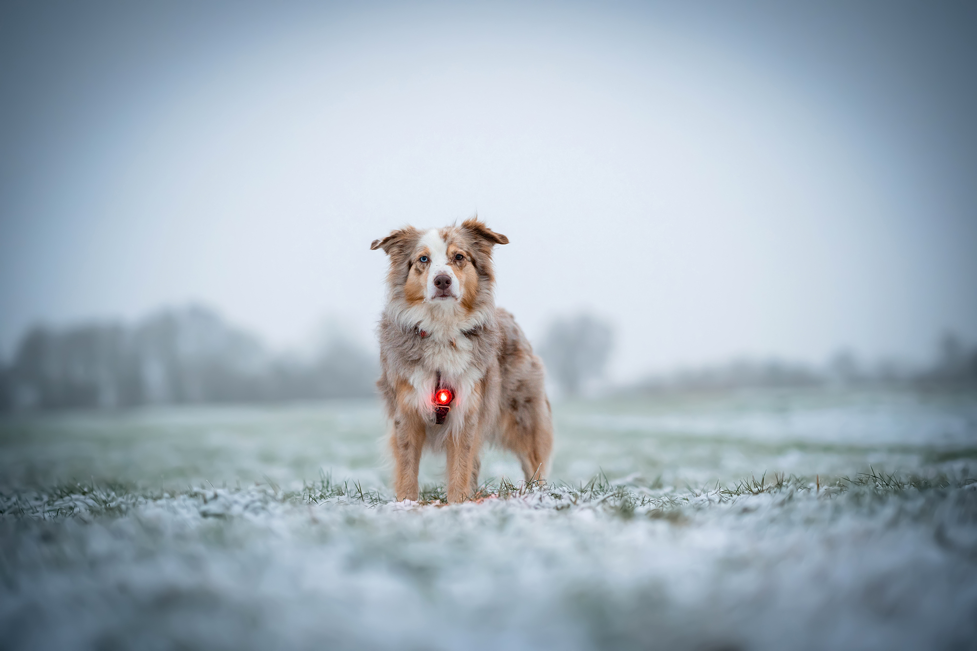 Orbiloc Dog Dual Light red Orbiloc Dog Dual Light red