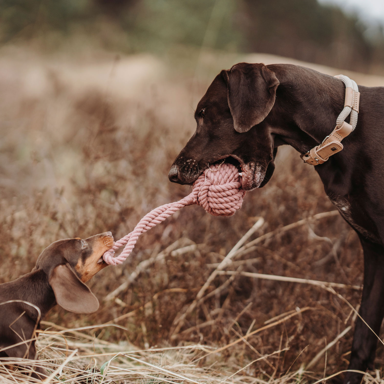 Hunter Hundespielzeug Ball mit Handschlaufe Inari pastellrot