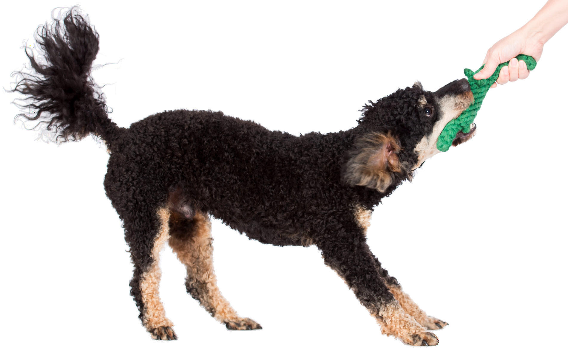 Laboni Hundespielzeug Kalli Krokodil grün 31cm