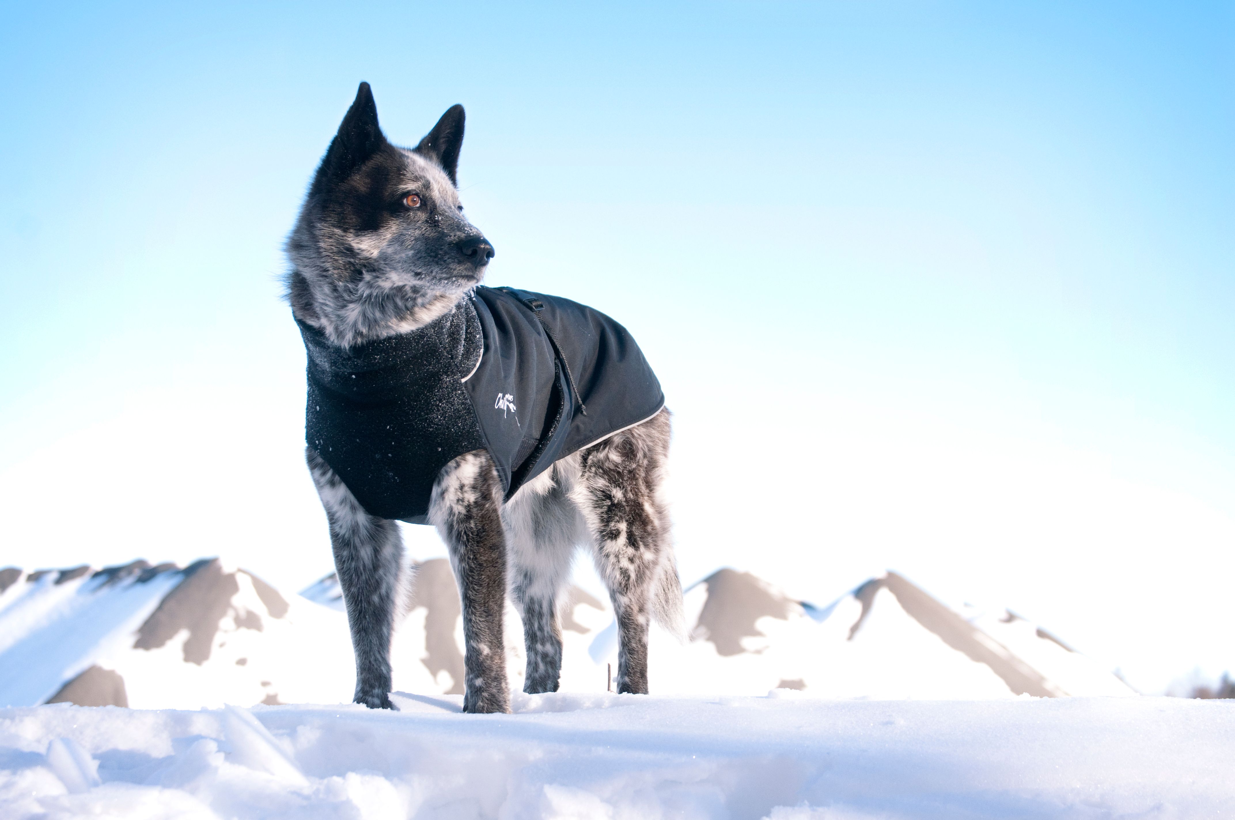 Chilly Dogs Great White North STANDARD
