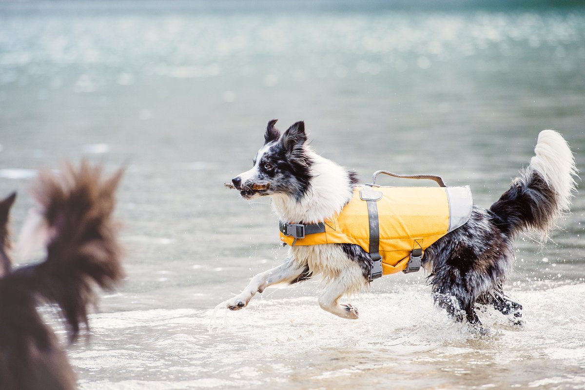 Hurtta dog on sale life savior jacket