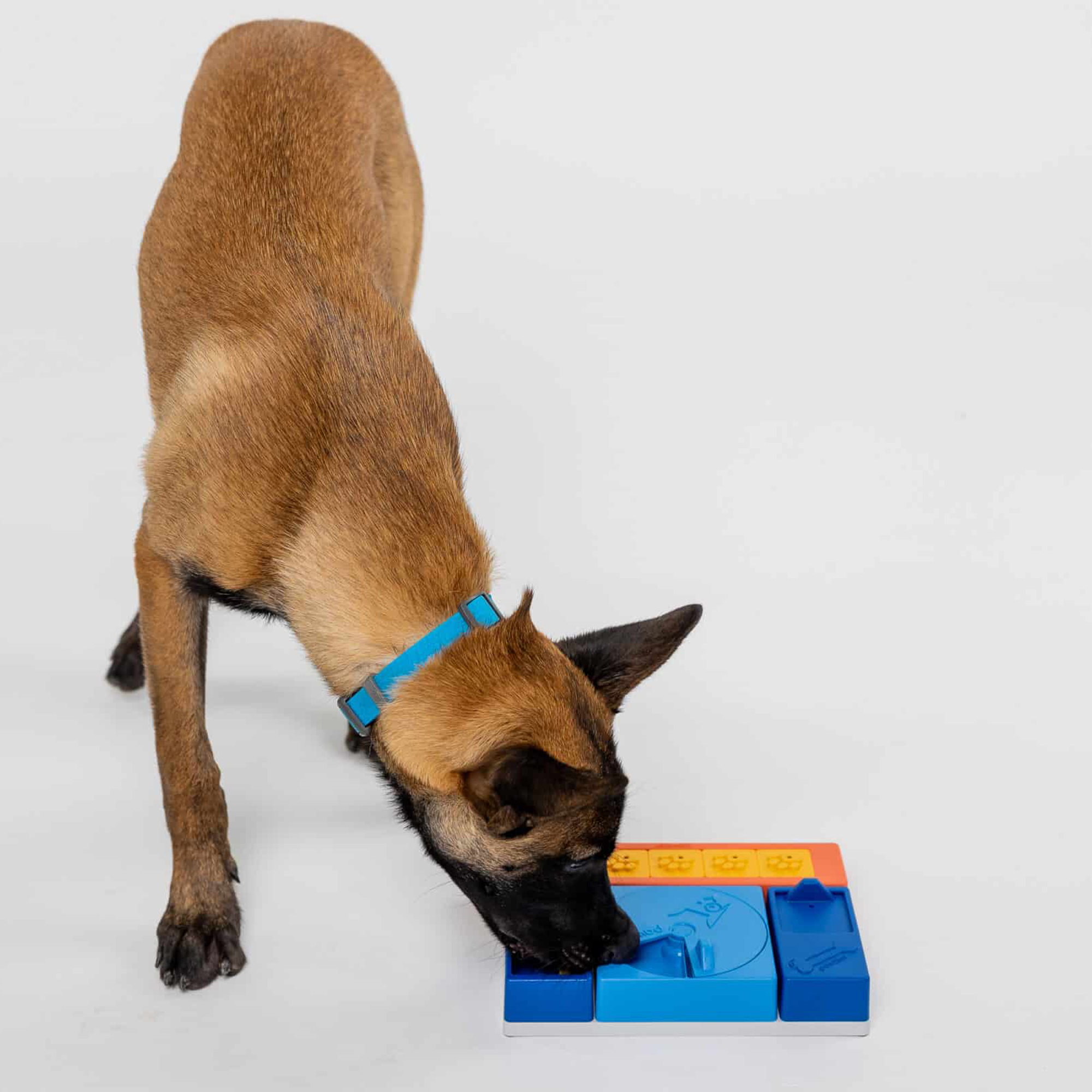 Pawzler interaktives Hundepuzzle - Beginner set - Level 1-2