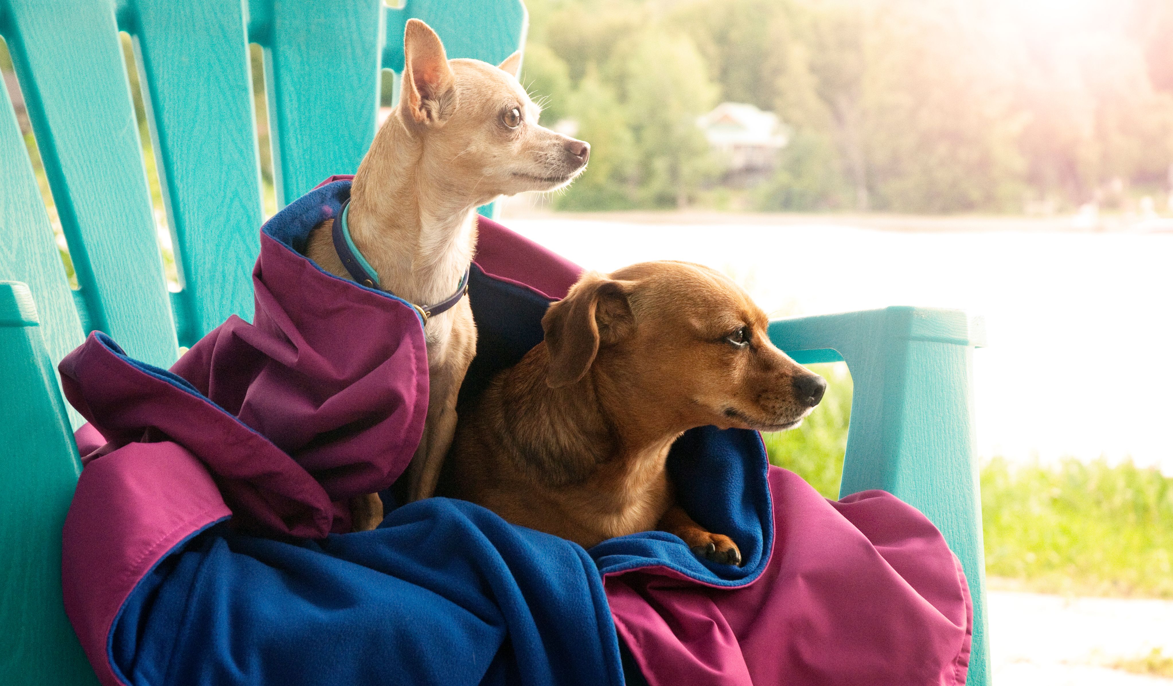 Chilly Dogs Reversible Alpine Blanket