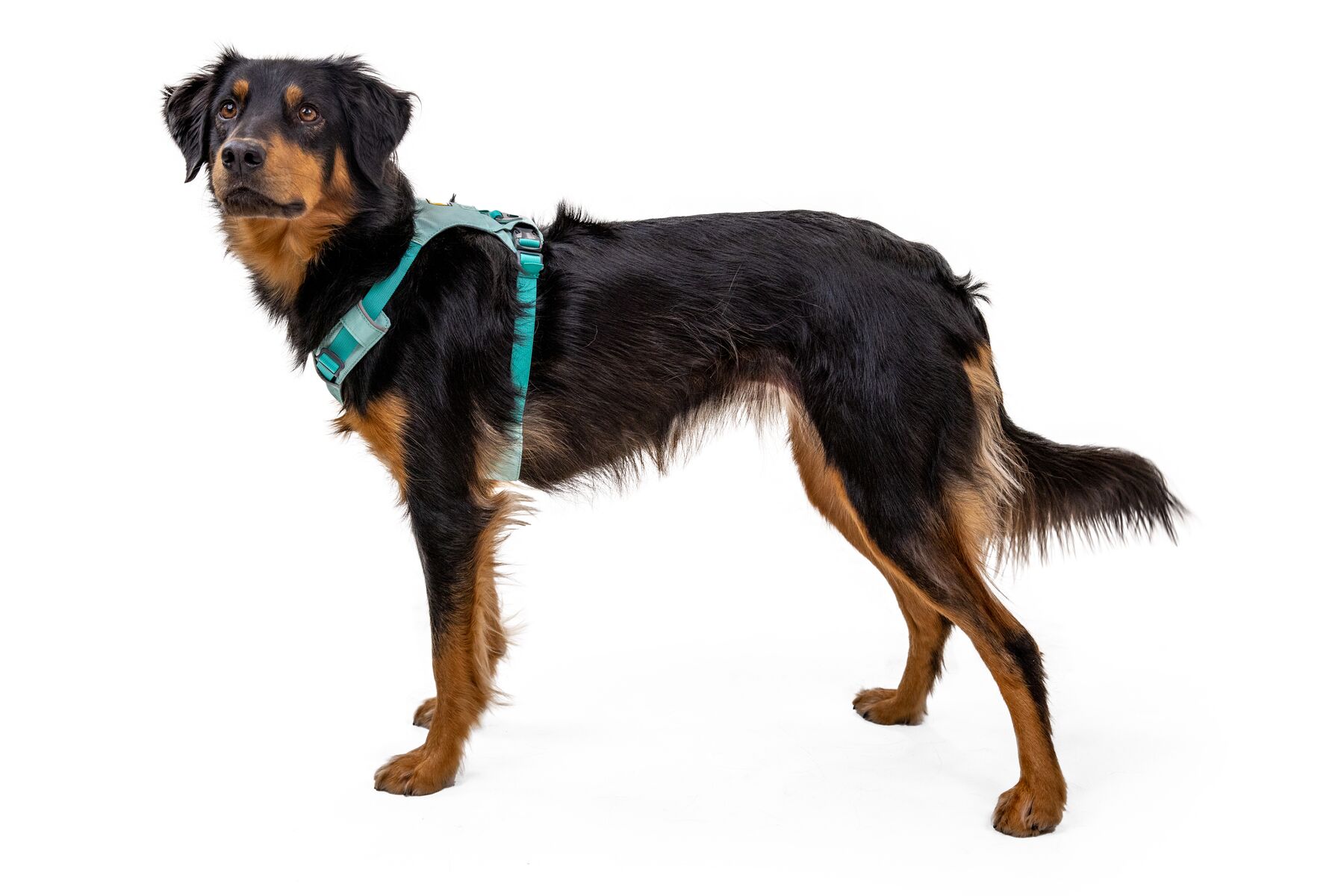 RuffWear Hi & Light™ Harness Sage Green