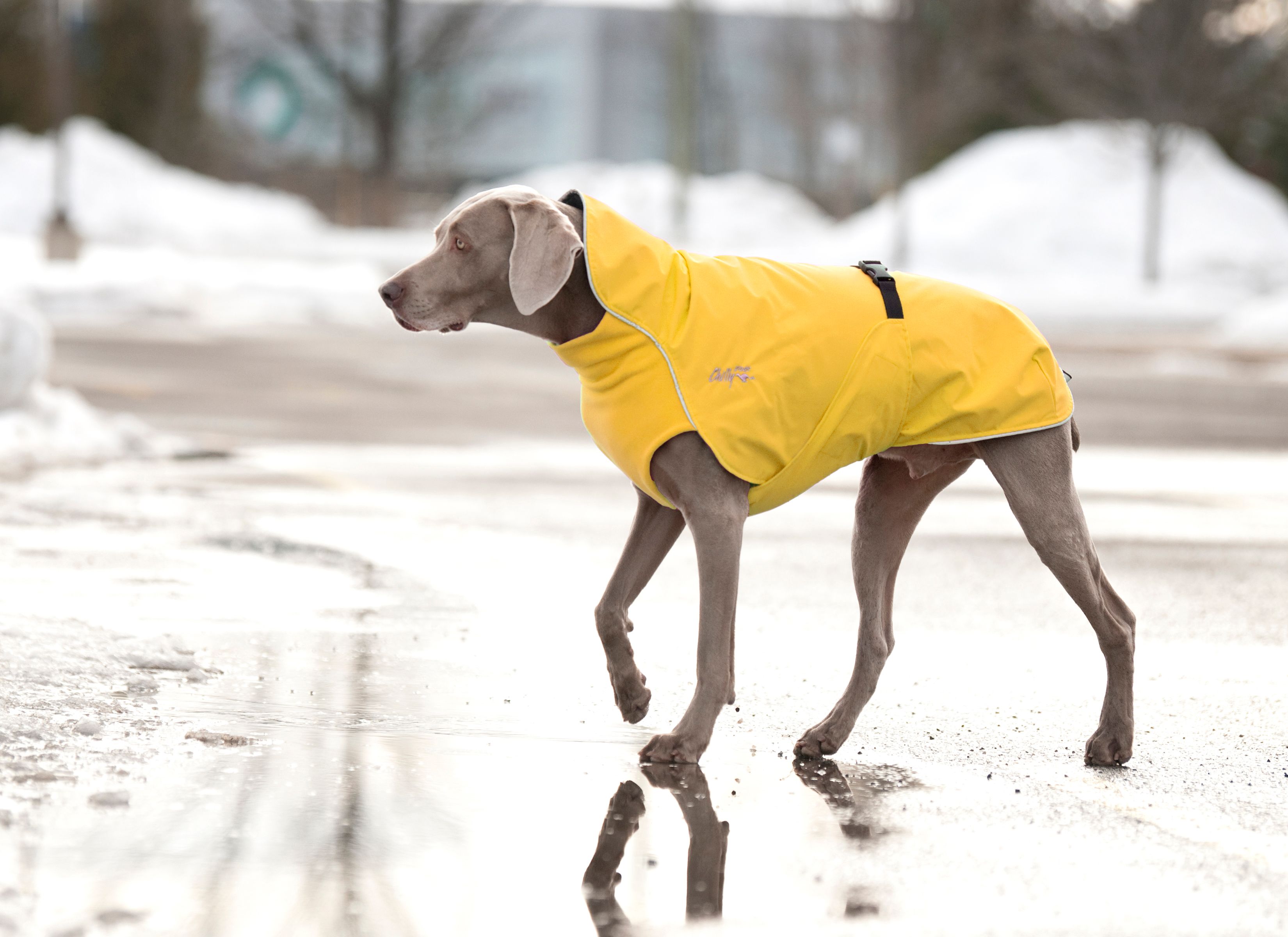Chilly Dogs Harbour Slicker STANDARD