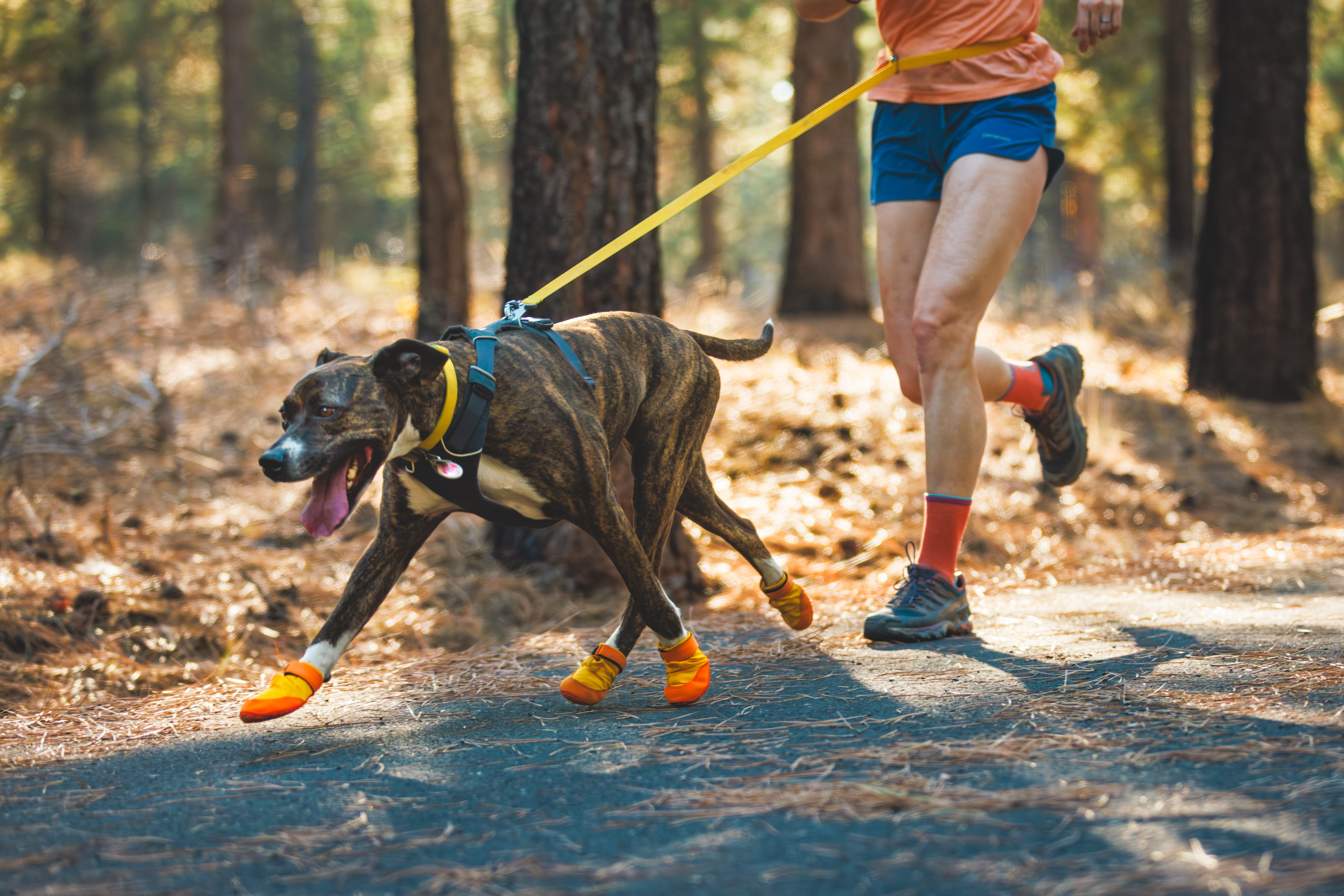 Ruffwear Summit Trex™ - box of 2 - Sunrise Yellow