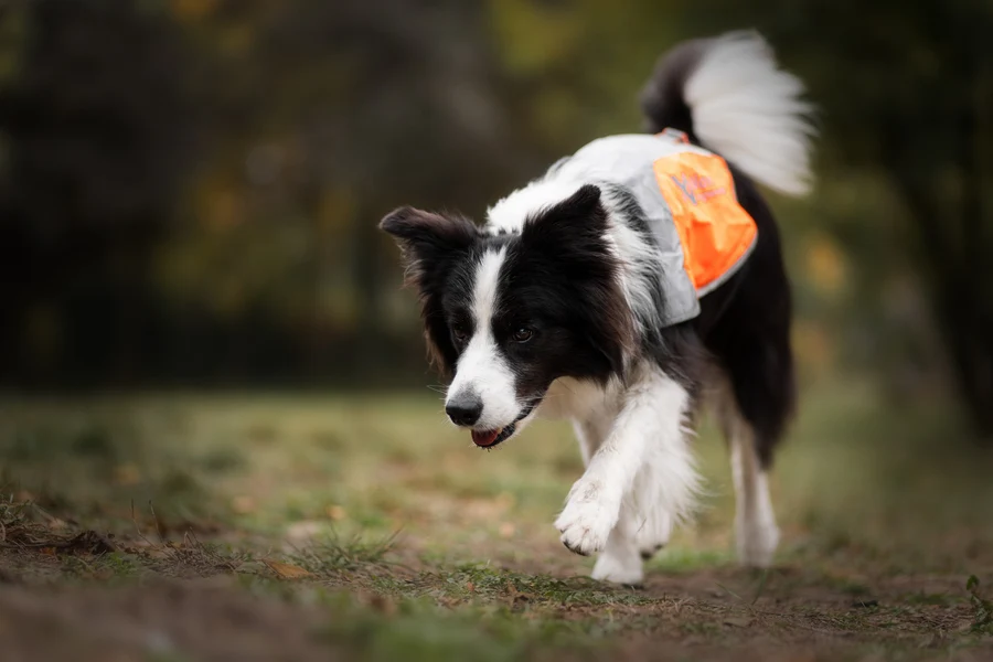 Non-stop dogwear Reflective Vest
