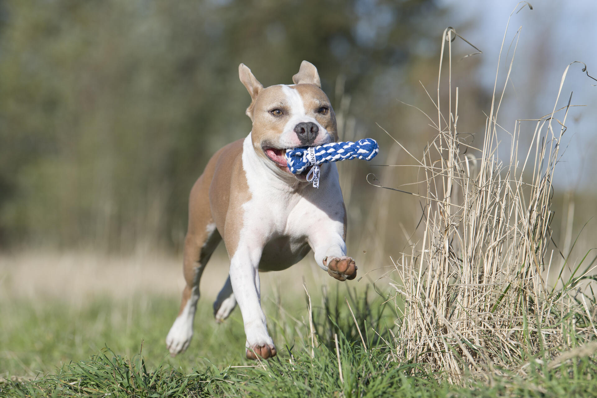 Laboni Hundespielzeug Bonnie Bone, 14cm