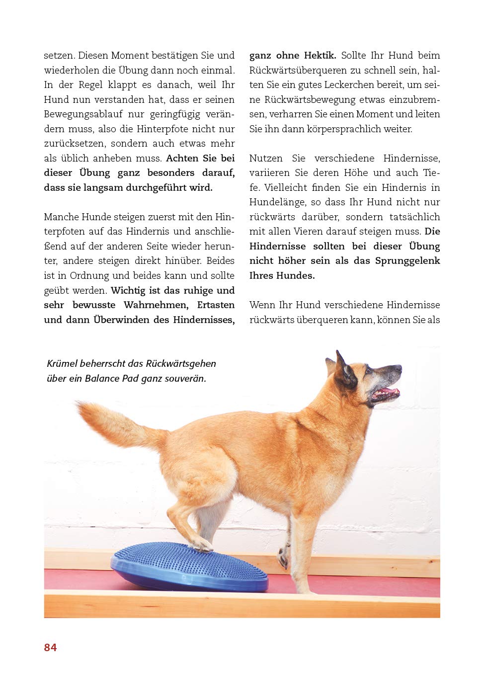 Animal Learn - Körperarbeit mit dem Hund: Koordination verbessern, Balance stärken, Bindung vertiefen [Silke Stricker]