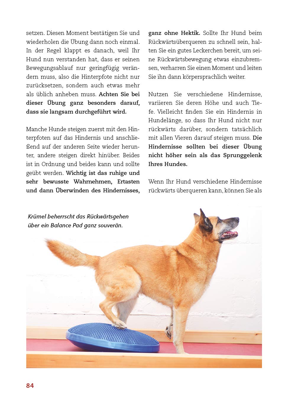 Animal Learn - Körperarbeit mit dem Hund: Koordination verbessern, Balance stärken, Bindung vertiefen [Silke Stricker]