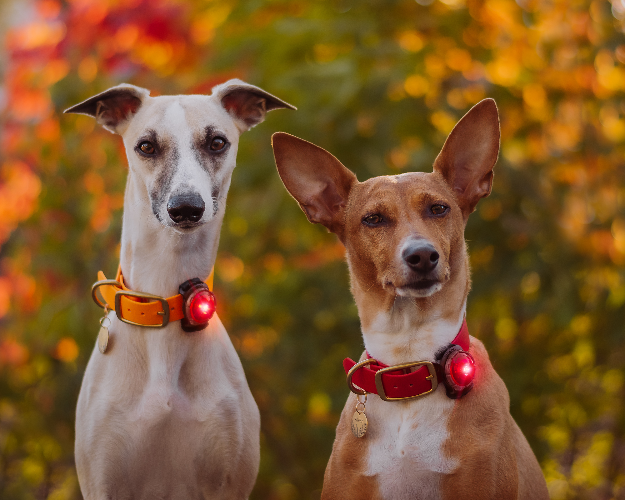 Orbiloc Dog Dual Light red Orbiloc Dog Dual Light red