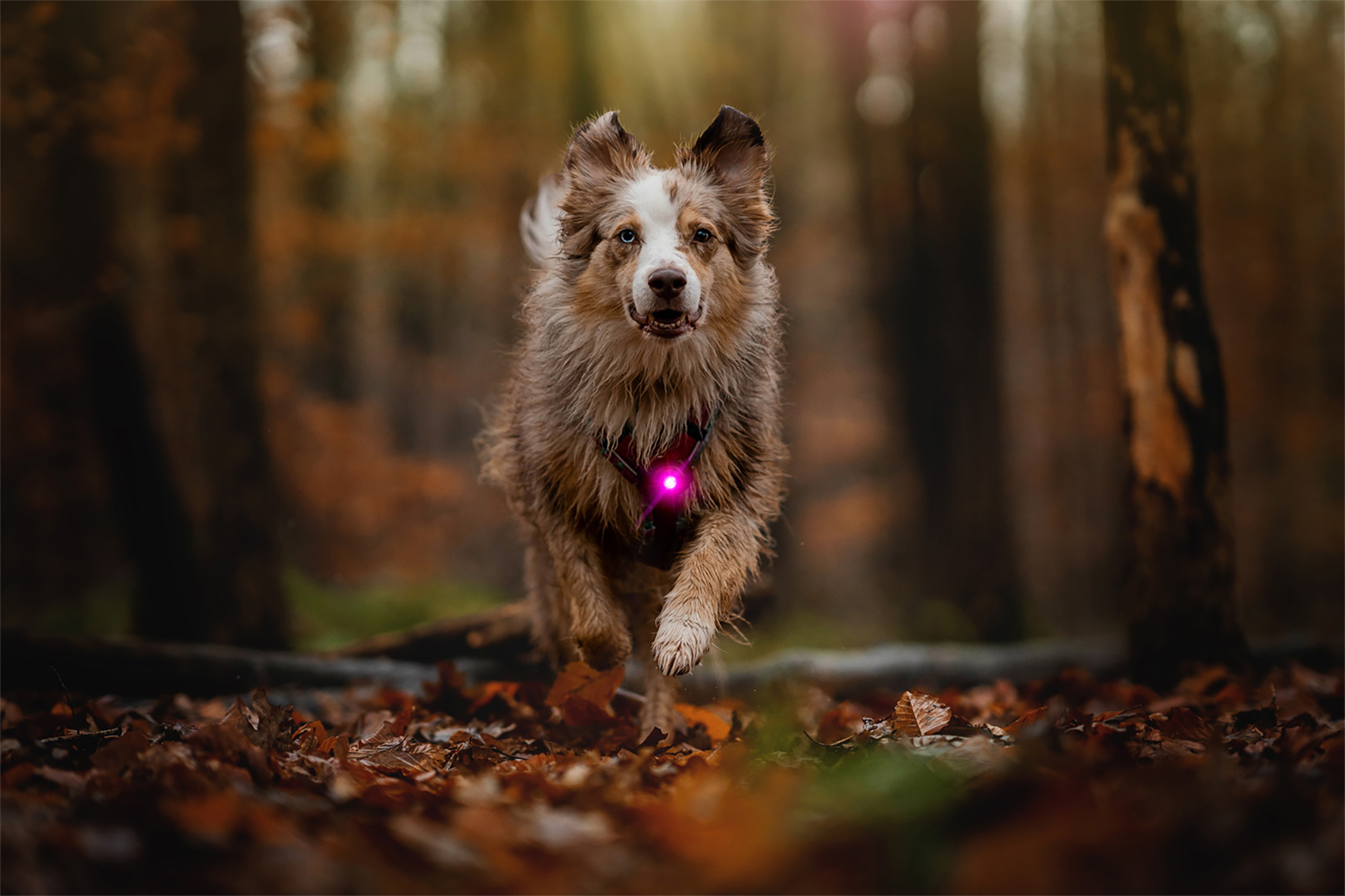Orbiloc Dog Dual Light pink
