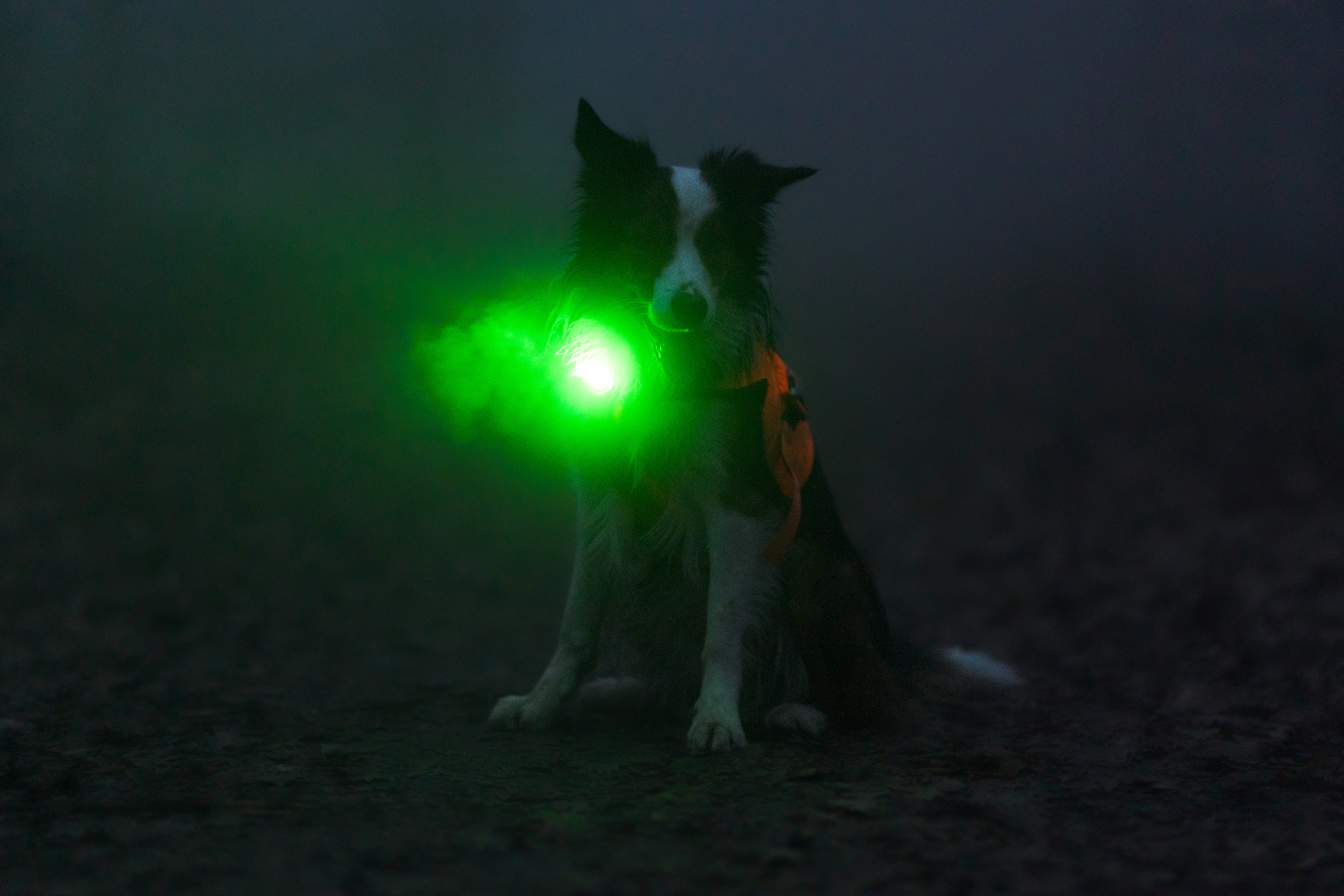 Orbiloc Dog Dual Light green
