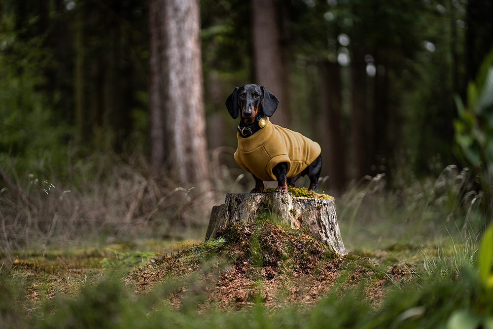 Orbiloc Dog Dual Light gold Orbiloc Dog Dual Light gold
