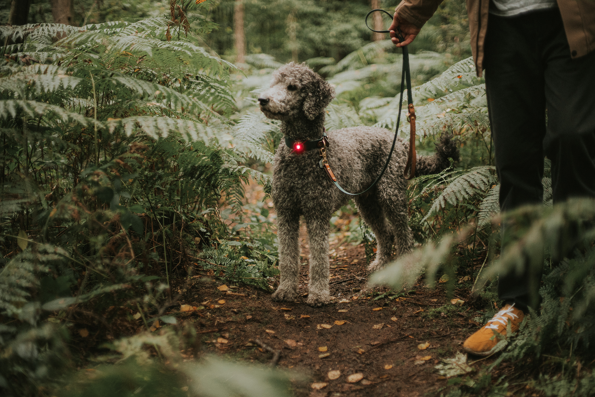 Orbiloc Dog Dual Light red Orbiloc Dog Dual Light red