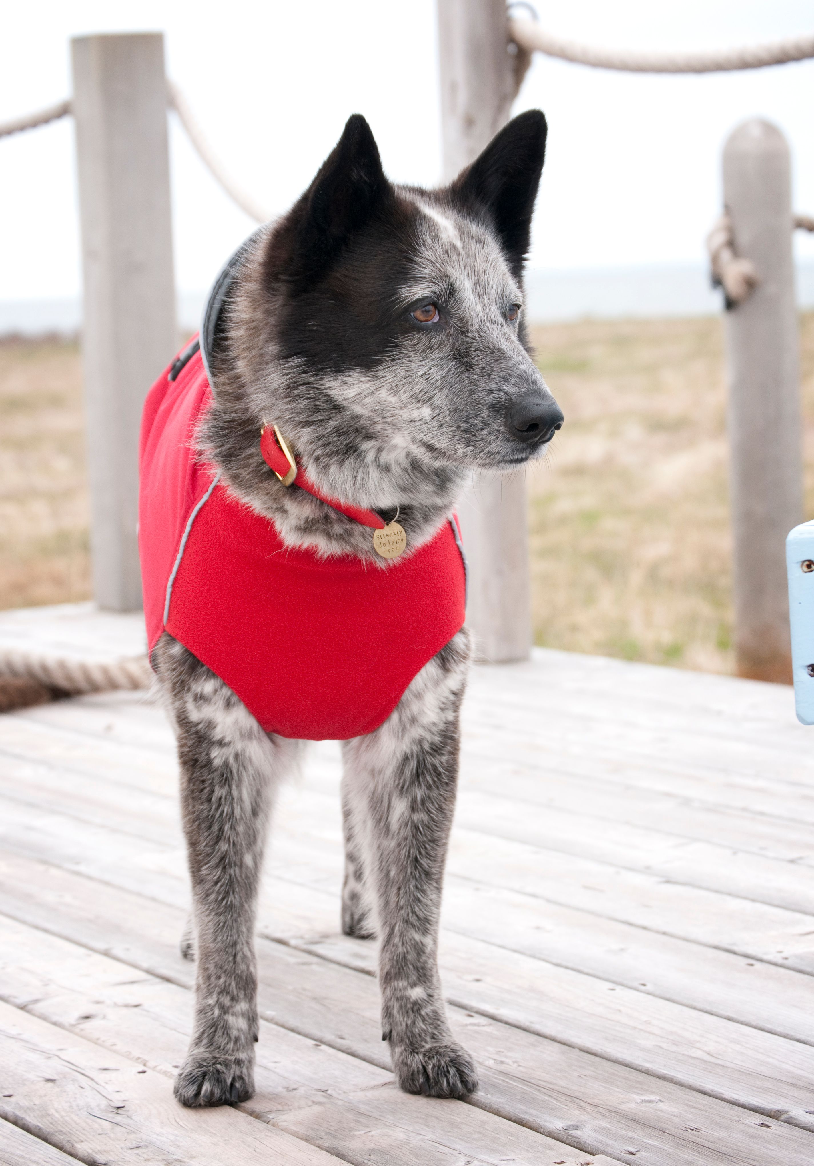 Chilly Dogs Harbour Slicker STANDARD Chilly Dogs Harbour Slicker STANDARD