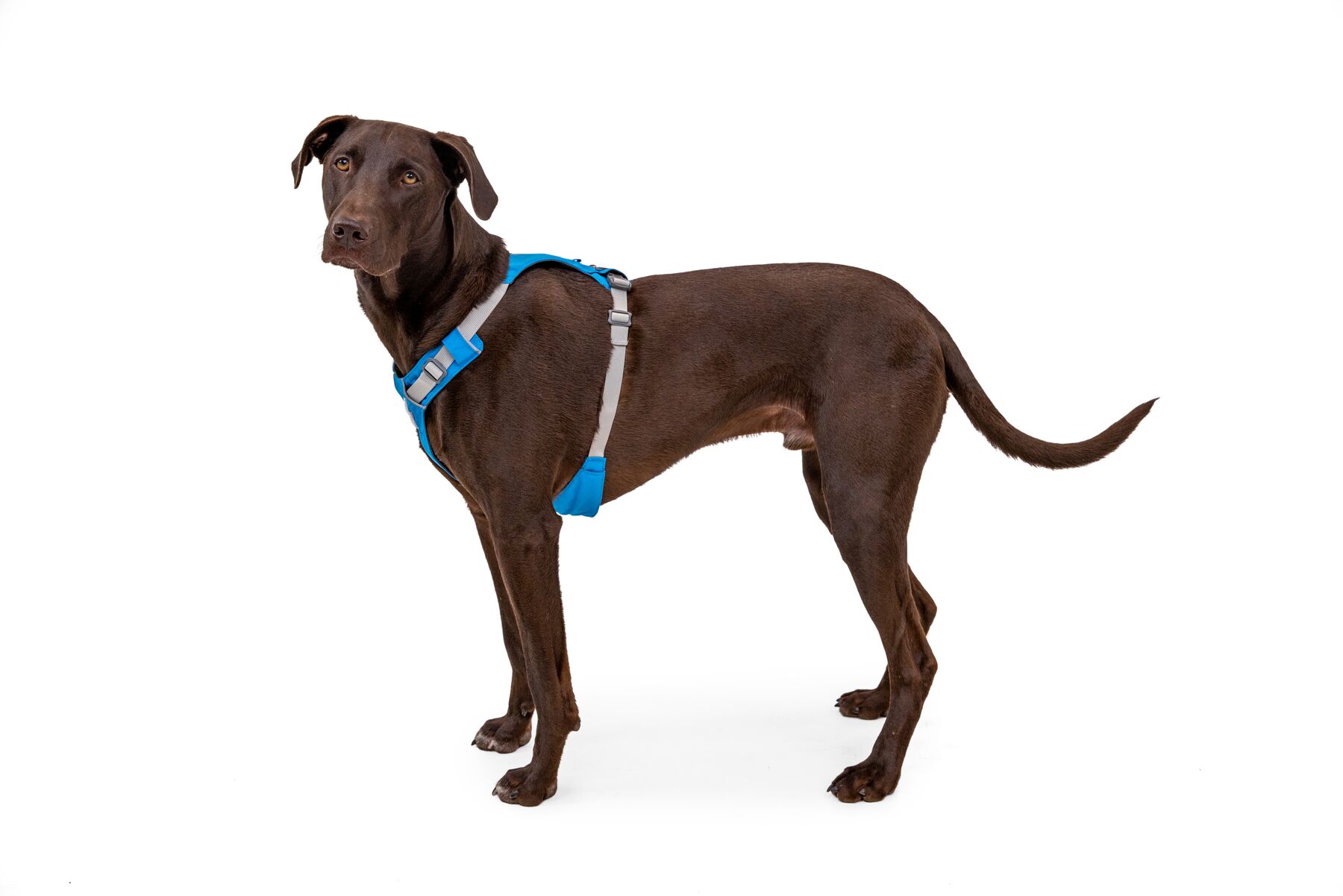 RuffWear Hi & Light™ Harness Blue Dusk RuffWear Hi & Light™ Harness Blue Dusk