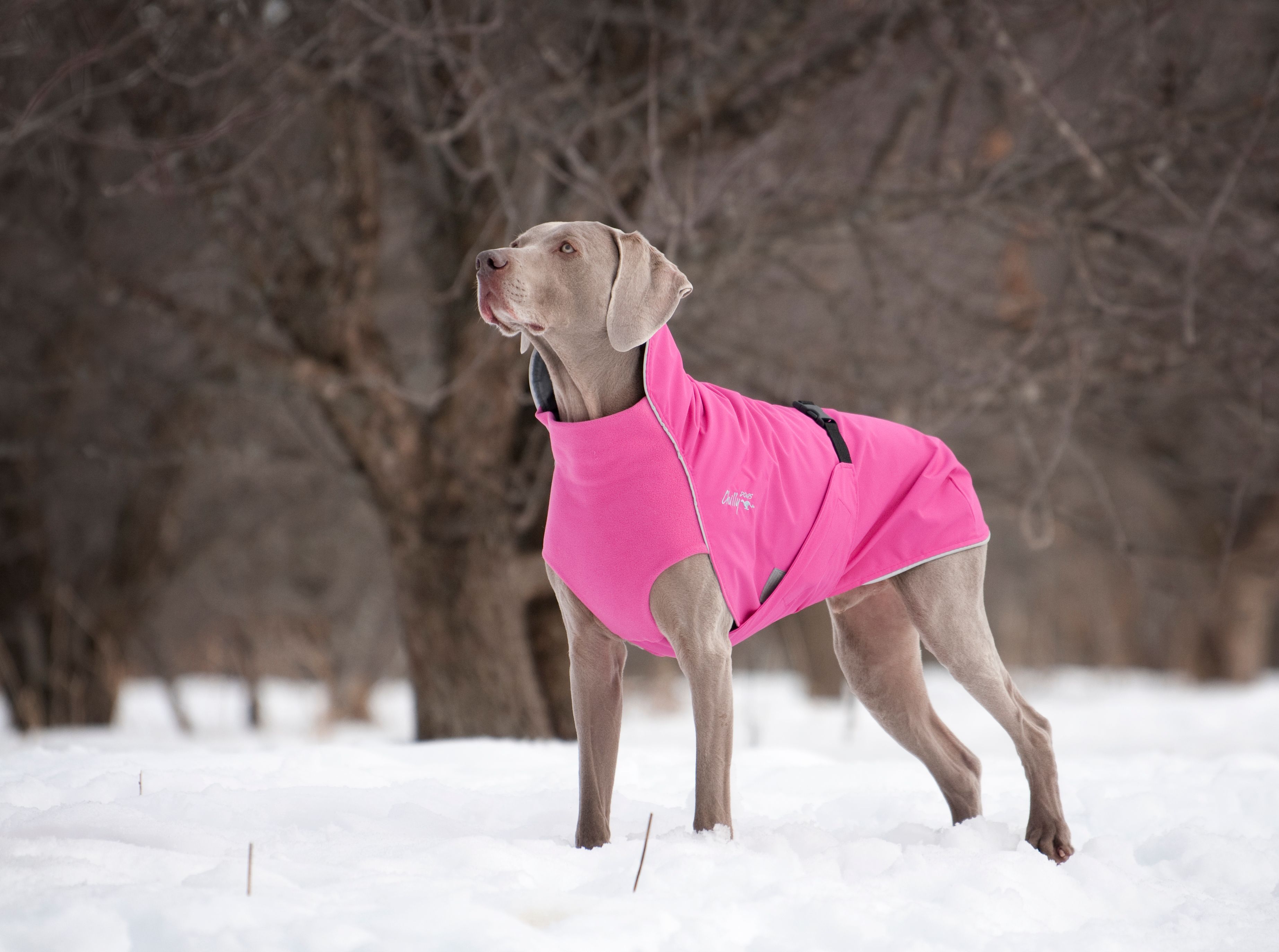 Chilly Dogs Harbour Slicker STANDARD Chilly Dogs Harbour Slicker STANDARD