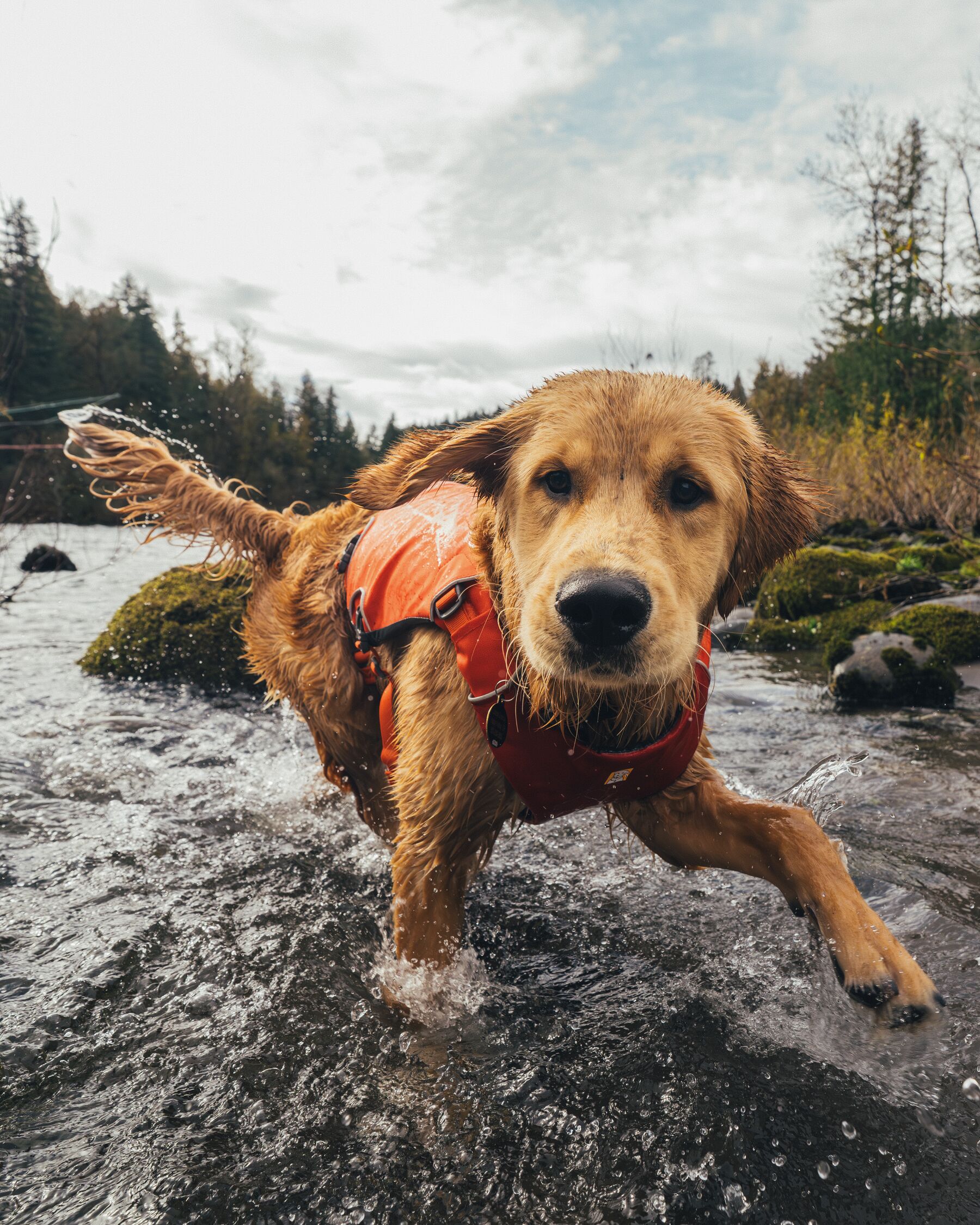 Ruffwear Confluence™ Support Jacket Tangelo Orange Ruffwear Confluence™ Support Jacket Tangelo Orange