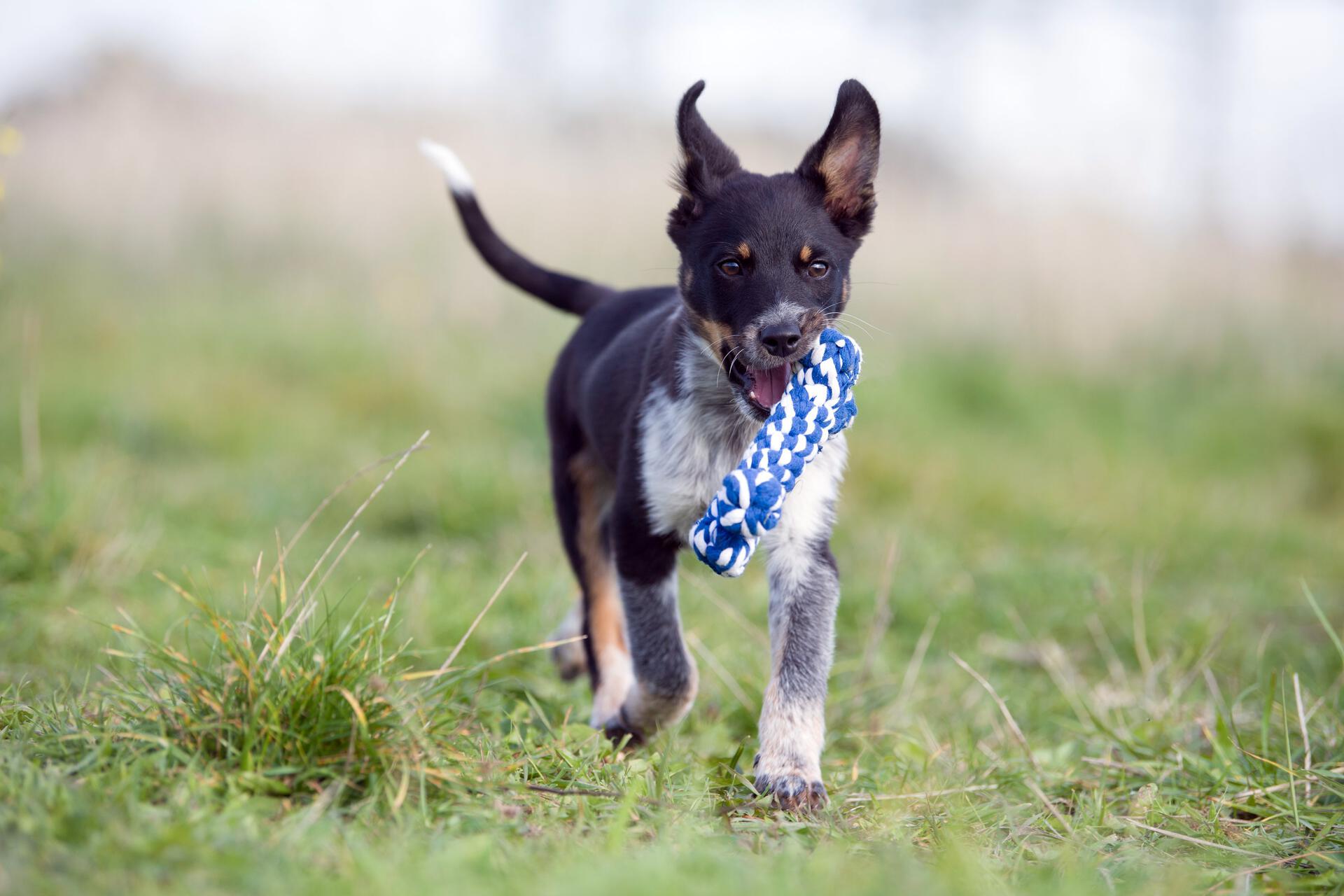 Laboni Hundespielzeug Bonnie Bone, 14cm